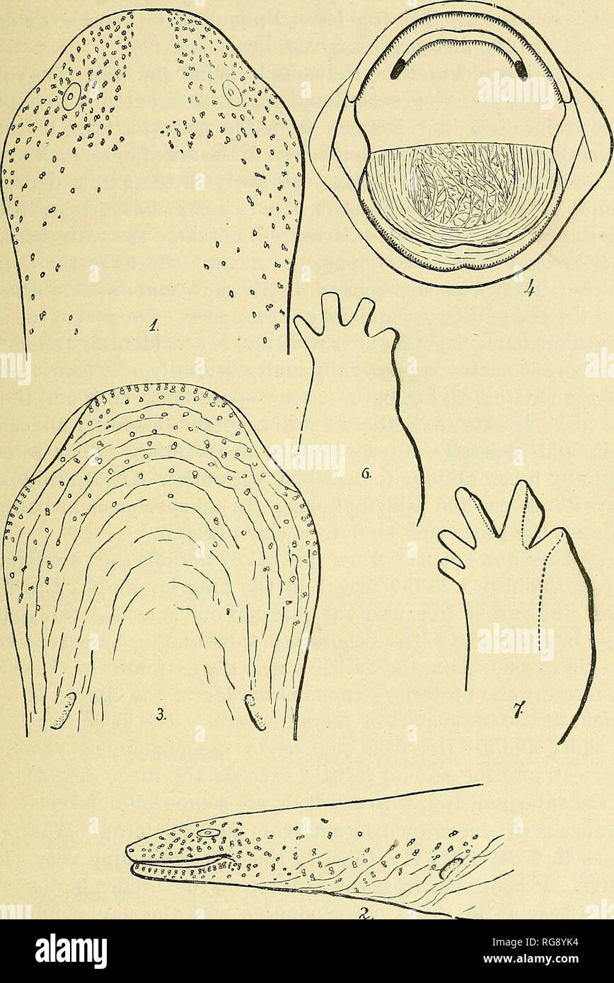 . Bulletin - United States National Museum. Science. THE BATRACHIA OF NORTH AMERICA. Satania7idro})sgiijantea, Wagl., I. c. Eiirycea Jiiucronuta, Ratin., /. c. Mciiopoma /jifjanUa, Tschudi, /. c. Protono2}sis horrida, Gray, Cat. Batr. Grad. Brit. Mus., eel. 1, p. 53. 39. Fig. 5. Cryptobranchus allegheniensis DauA.; No. 9752. Pennsylvania; natural size. Body moderately elongate and depressed; the liiubs quite short. The tail inucli compressed, about one-half the length of the head, and body. The neck wide; the head a little wider, plane above, fiat aud much de- i])ressed, with very short, wide, Stock Photo