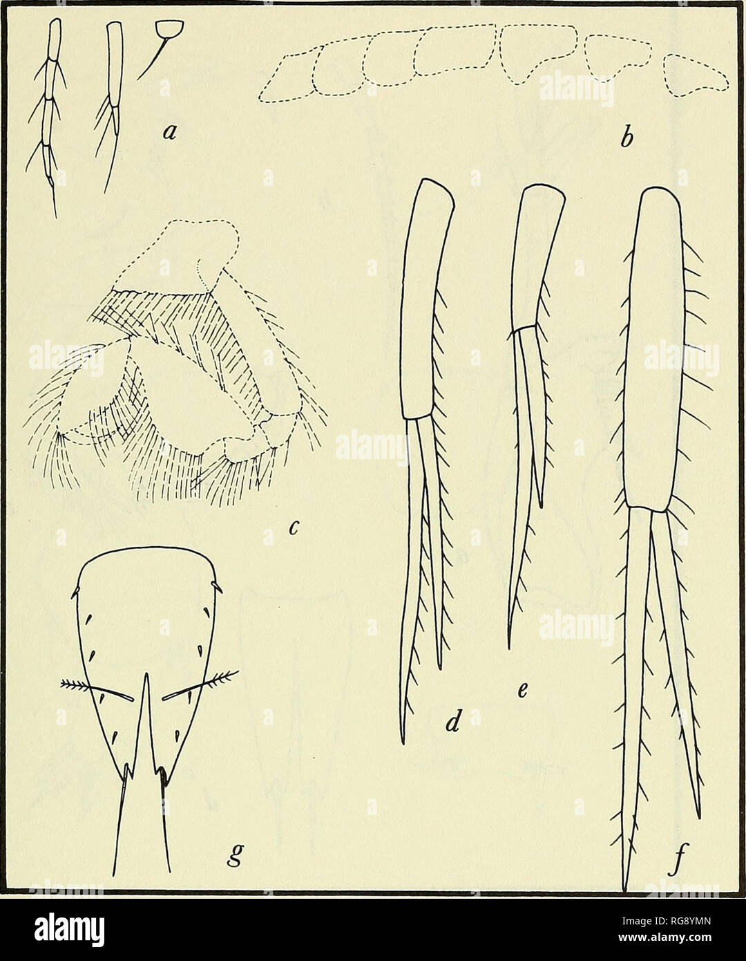 Bulletin - United States National Museum. Science. MARESTB 