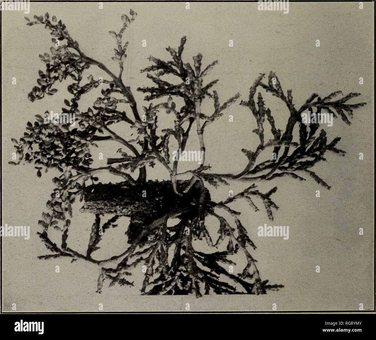 . [Bulletins on forest pathology : from Bulletin U.S.D.A., Washington, D.C., 1913-1925]. Trees; Plant diseases. Bui. 360, U. S. Dept. of Apiculture. Plate II. ?^Â¥ w mg^yg y$Ai â '*^3^n $r jn r H f5jH- |8| JBH^n Fig. 1.âRazoumofskya douqlasii on Pseudotsuga taxifolia. Staminate plants, slightly less than natural size.. Fig. 2.âRazoumofskya campylopoda on Pinus ponderosa. The staminate and pistillate plants are growing close together on the same branch, a very- common condition lor all species, but not generally known.. Please note that these images are extracted from scanned page images that m Stock Photo