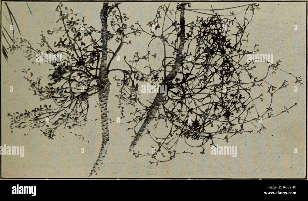 . [Bulletins on forest pathology : from Bulletin U.S.D.A., Washington, D.C., 1913-1925]. Trees; Plant diseases. Fig. 1.—Branch of Larix occidentalis Infected with Razoumofskya laricis. The staminate and pistillate plants are in close juxtaposition, the former at the end of the twig.. Fig. 2.—Razoumofskya Americana on Pinus contorta. Staminate and pistillate plants; long trailing form.. Please note that these images are extracted from scanned page images that may have been digitally enhanced for readability - coloration and appearance of these illustrations may not perfectly resemble the origin Stock Photo