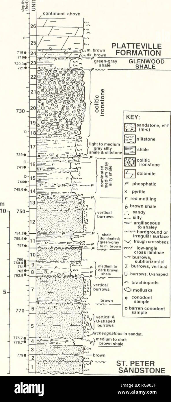 . Bulletins of American paleontology. 54 Bulletin 369. CAMBRIAN - St. Lawrence Fm. Text-figure L—Graphic lithologic section of St. Peter-Glenwood succession from Camp Quest core. Locality CQ, northwest Iowa (see Appendix). Conodont sample numbers correspond to collections tab- ulated in Table I. Klapper and Bergstrom. 1984, p. 968) also examined these collections as part of the seminal study of Ar- cheognathus. Although accomplished at a painstaking- ly slow rate, additional conodont collections were as- sembled from the St. Peter Sandstone and overlying Glenwood Shale at additional localities Stock Photo
