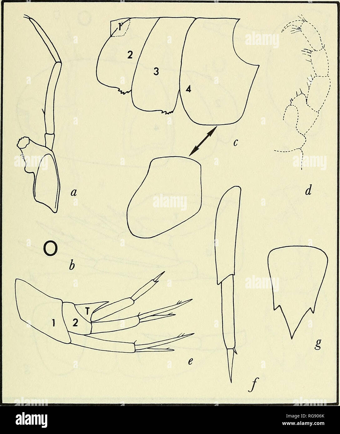 . Bulletin - United States National Museum. Science. MARINE GAMMARIDEAflSr AMPHIPODA 67. Figure 16.—Cressidae: a, mandible, note obsolescent molar; h, accessory flagellum absent; c, coxae 1—4, left to right, note coxa 4 often not completely shield-like [see Thaumatel- sonidae, Stenothoidae, Pagetinidae]; i, maxilliped, note reduced outer plate; e, urosome, left, note telson (T) fused with segment 3 [see Stenothoidae, Thaumatelsonidae];/, uropod 3, uniramous [see Amphilochidae]; g, telson. Article 2 of pereopod 3 is always expanded in Cressidae, unlike Stenothoidae.. Please note that these imag Stock Photo