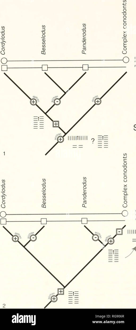 . Bulletins of American paleontology. 30 Bulletin 369. Distinct suite of morpliologicaliy inlergrading elements Parallel apparatus architecture Sweet 1988 Distinct suite of morphologically intergrading elements Parallel apparatus architecture llllltlllll Dzik1991 Text-figure 6.—Inferences of the relative phylogenetic timing of apparatus architectural transformation in taxa for which data are available, based upon the hypotheses of relationships proposed by (1) Sweet (1988) and (2) Dzik (1991). Given that it is not possible to unequivocally infer the relative timing of transformation and/or the Stock Photo