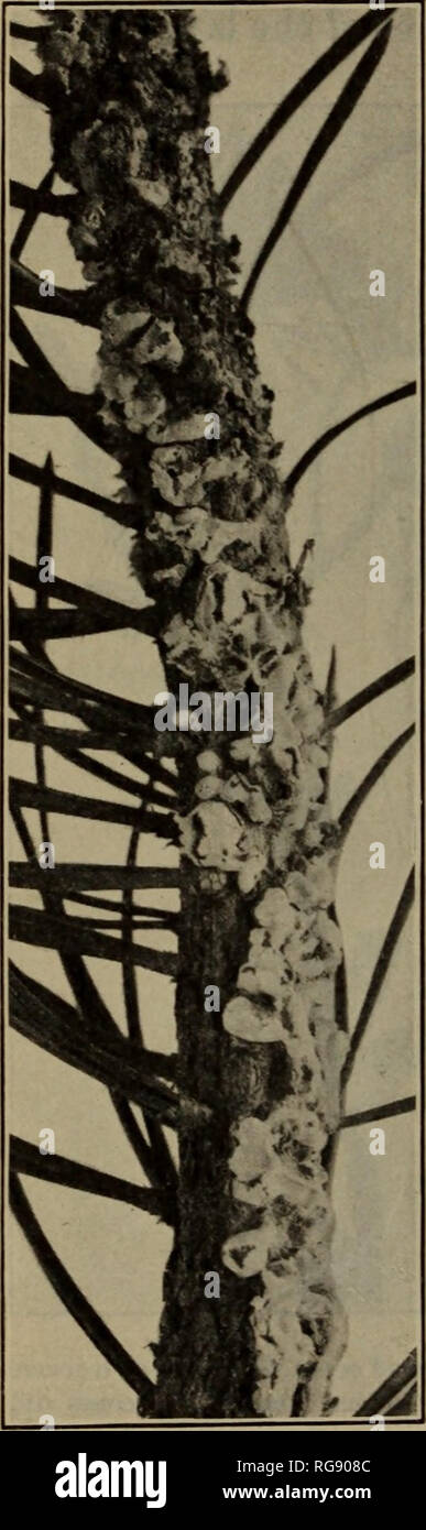 . [Bulletins on forest pathology : from Bulletin U.S.D.A., Washington, D.C., 1913-1925]. Trees; Plant diseases. BULLETIN 212, U. S. DEPARTMENT OF AGRICULTURE. species of Quercus x should be of much significence in control work. Quercus velutina and Q. coccinea are two scrub oaks frequently form- ing a conspicuous part of the jack-pine type, particularly in Michigan. Methods could be devised for the eradication of these worthless species, thus removing the alternate host of the fungus. However impracticable this may be on a large scale, in wood lots and small holdings this would not be a very d Stock Photo