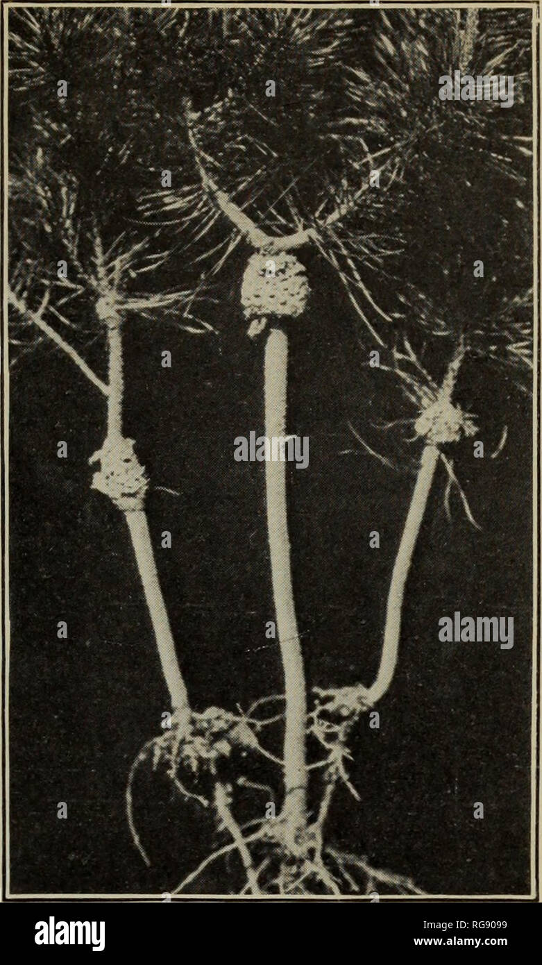 . [Bulletins on forest pathology : from Bulletin U.S.D.A., Washington, D.C., 1913-1925]. Trees; Plant diseases. Fig. 1.—A 6-Year-0ld Jack Pine In- fected WITH PERIDERMIUM CEREBRUM. The complete girdling of the main stem by two oppositely arranged galls is shown. Note the wedge-shaped gall tissues. Fiq. 2.—Four-Year-Old Seedlings of Jack Pine, Showing the Char- acteristic Swellings of Perider- mium Cerebrum. The entire crown of the seedlings develops into spherical brooms.. Please note that these images are extracted from scanned page images that may have been digitally enhanced for readability Stock Photo