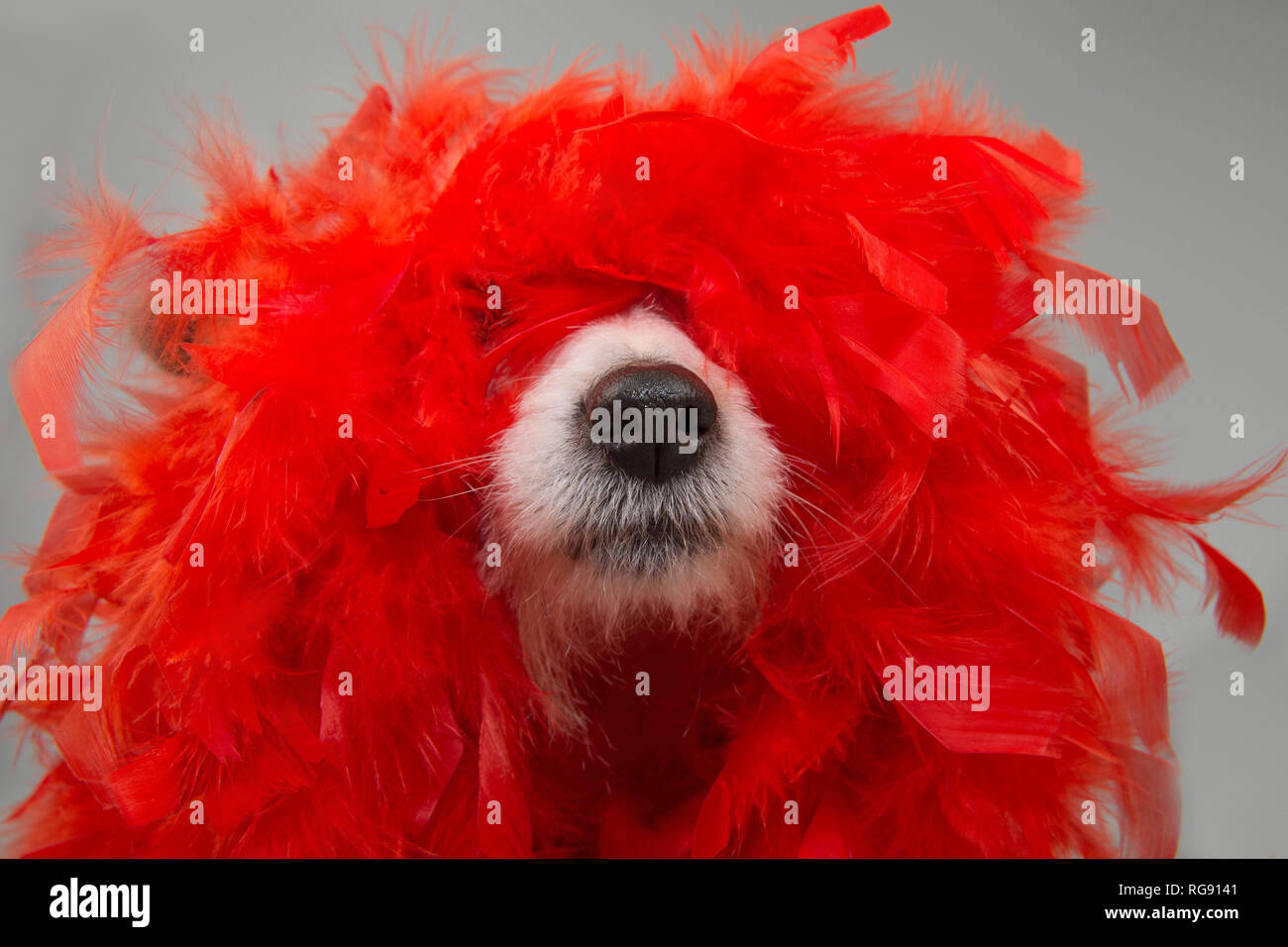 FUNNY DOG IN MARDI GRAS CARNIVAL RED FEATHER BOA. ISOLATED STUDIO SHOT AGAINST GRAY BACKGROUND. Stock Photo