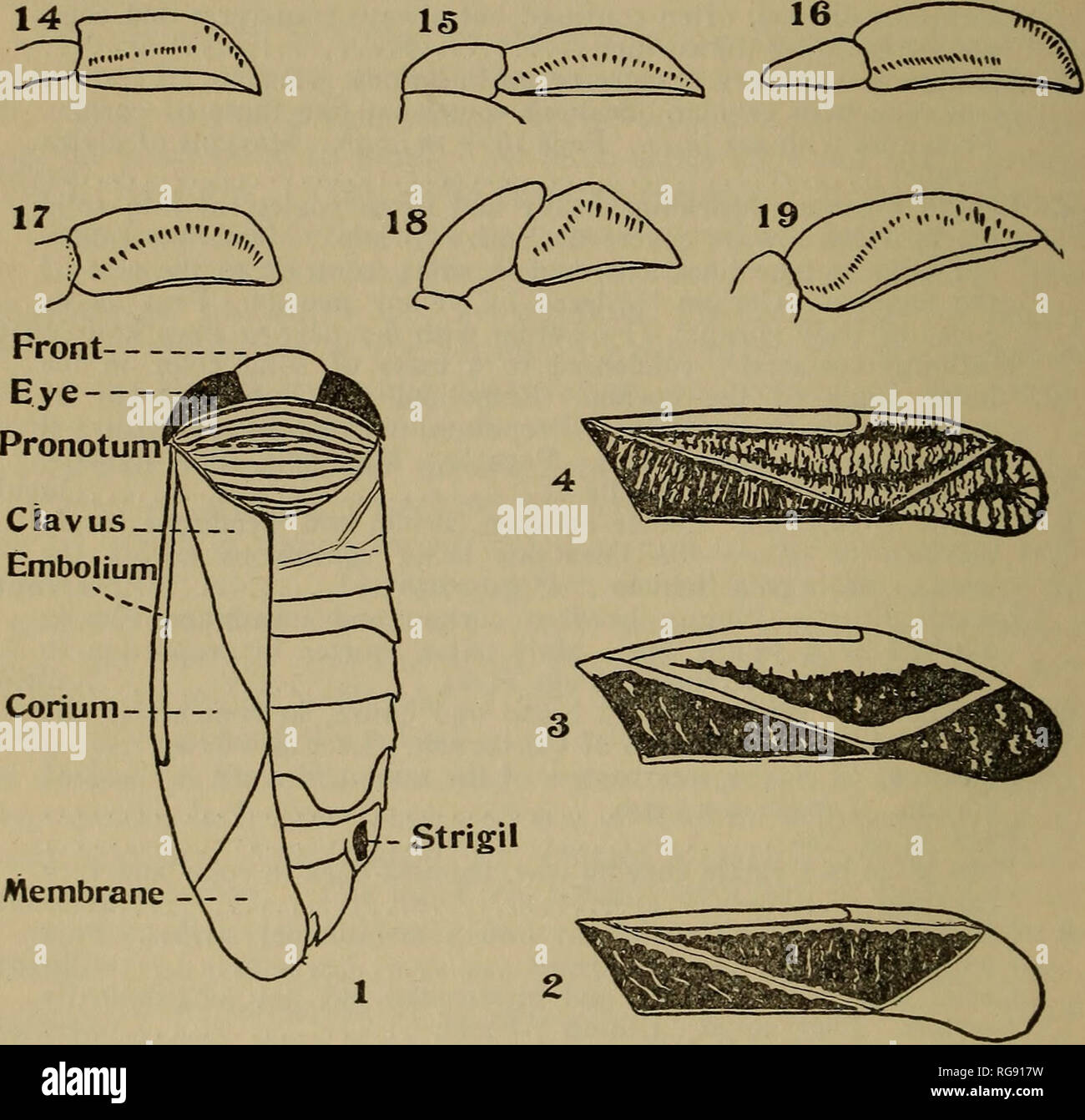 . Bulletin - State Geological and Natural History Survey of Connecticut. Geology; Zoology; Botany; Natural history. Membrane A- - Fig. 36. Corixidae.* (i) Arctocorisa interrupta (Say),—sketch to illus- trate structural parts of a Corixid. The right wing-cover has been removed and the lineations of the other one are omitted for the sake of clearness. (2) Arctocorisa kennicottii (Uhler),—right wing-cover. (3) Arctocorisa lucida Abbott,—right wing-cover. (4) Arctocorisa ornata Abbott,—right wing-cover. (5) Arctocorisa interrupta (Say),—fore tarsus of male. (6) Arctocorisa nitida (Fieber),—fore ta Stock Photo