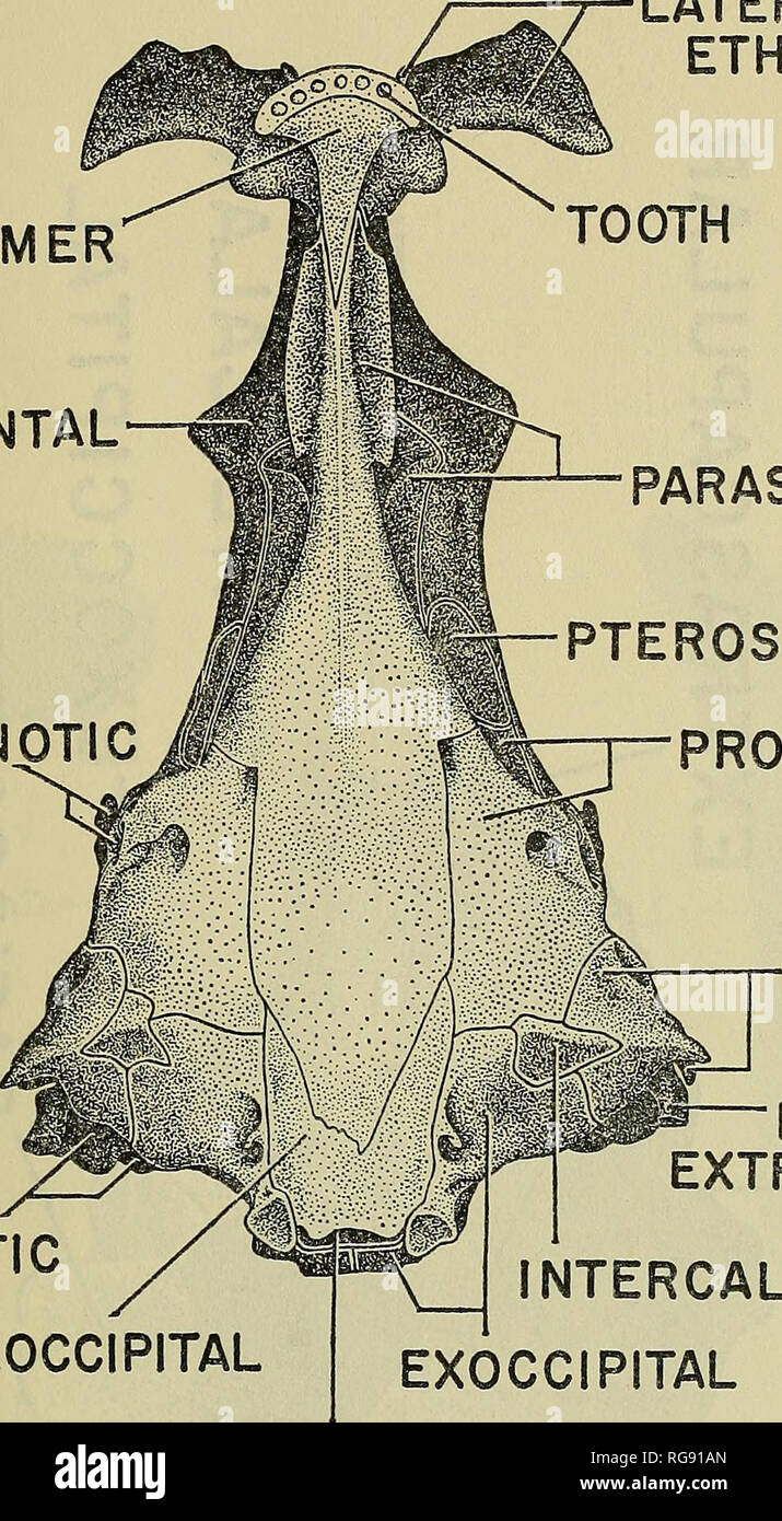 . Bulletin - United States National Museum. Science. FISHES OF FAMILY BLENNIIDAE 73 VOMER FRONTAL SPHENOTIC. LATERAL ETHMOID EPIOTIC BASIOCCIPITAL PARASPHENOID PTEROSPHENOID PROOTIC PTEROTIC LATERAL EXTRASCAPULAR INTERCALAR EXOCCIPITAL FORAMEN MAGNUM Figure 4.—Entomacrodus nigricans, ventral view of cranium.. Please note that these images are extracted from scanned page images that may have been digitally enhanced for readability - coloration and appearance of these illustrations may not perfectly resemble the original work.. United States National Museum; Smithsonian Institution; United State Stock Photo
