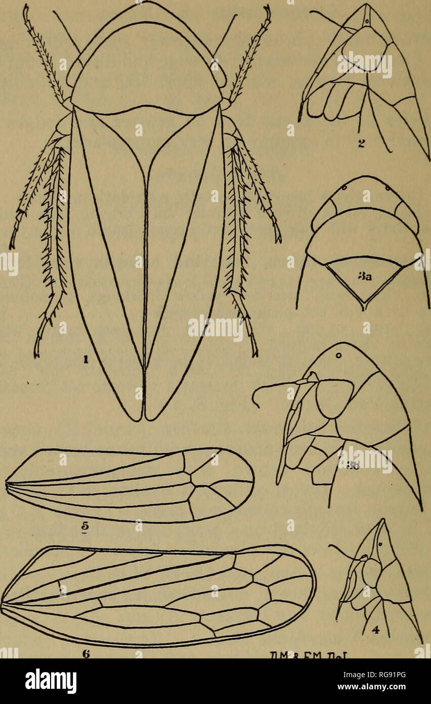 . Bulletin - State Geological and Natural History Survey of Connecticut. Geology; Zoology; Botany; Natural history. 88 CONNECTICUT GEOL. AND NAT. HIST. SURVEY. [BulL. Wi F.njJel. Fig. 8, (i) Nionia palmeri Van Duzee,—dorsal view. (2) Scaphoideus auronitens Provancher,—head, lateral view. (3a) Xestocephalus pulicarius Van Duzee,—head, dorsal view; (3b) same, lateral view. (4) Acucephalus nervosus Schrank,—head, lateral view. (5) Empoa querci Fitch,—elytron. (6) Euscells parallelus Van Duzee,—elytron. All greatly enlarged. Draw- ing by D. M. and F. M. DeLong. X. brunneus Van Duzee. Bull. Buff. S Stock Photo