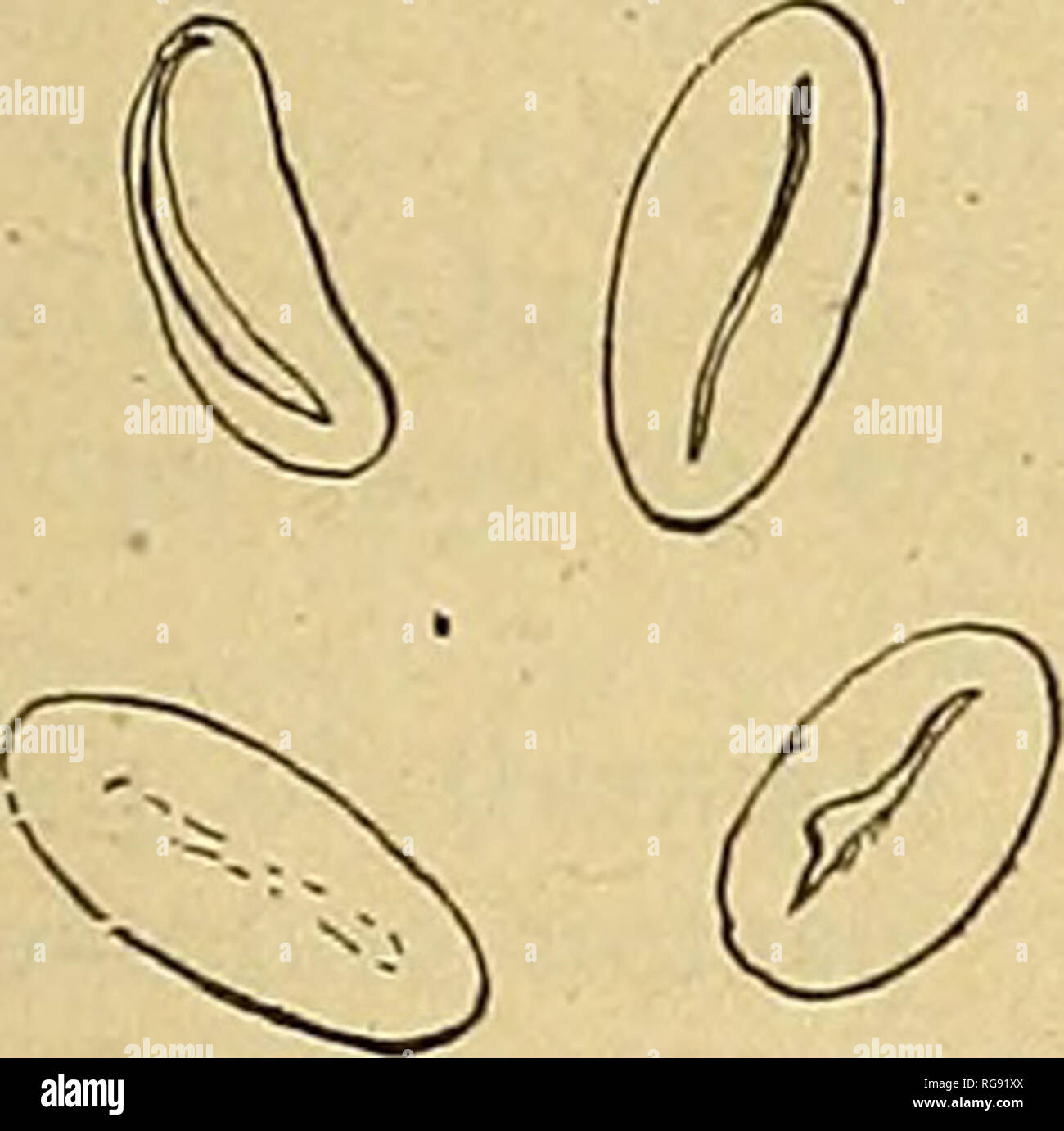 . Bulletin trimestriel de la SociÃ©tÃ© mycologique de France. Mycology; Fungi; Fungi. STRUCTURE DES ASCOSPORÃS. 107 cun ail- de parentÃ© avec les formes agrÃ©gÃ©es prÃ©cÃ©dentes, le Nnmniularia discreta, [i, fig. 3), dont les stromas en croÃ»te discoÃ¯des Ã©troitement appliquÃ©es sur le substratum n'ont aucune ressemblance avec celui des XylariacÃ©es prÃ©cÃ©dentes, le Poro- nia pnnctata [h, fig. 2i dont la forme est celle d'une pezize et qui ne prend pas Ã maturitÃ© la consistance et la coloration car- bonacÃ©e des Xylaria, le Pemisia compiincta (m,lig.4), rappro- chÃ© souvent avec doute des X Stock Photo