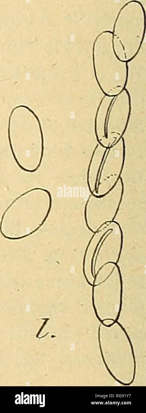 . Bulletin trimestriel de la Société mycologique de France. Mycology; Fungi; Fungi. i  ^ . 1 Fig. 3. — i) Nummularia discreta (Schw.) Tul. ; j) RoselUnia Jalii Fabre ; /.) Anthostoira atro-punctalum (Schw.) Sacc. ; I) A. targidurif (Pers.) Nitsch. stroma, qui se présente sous forme de croûtes chez les Ustulina, de coussinets hémisphériques chez les Hypoxjdon et Daldinia, de colonnes plus ou moins déliées chez les Xj-laria Hypoxy- lonet polymorpha. J'ai ensuite examiné des espèces quelqiie peu aberrantes par l'aspect et la structure de leur stroma,telles que : Xylaria hyppotrichoides e, f, flg Stock Photo