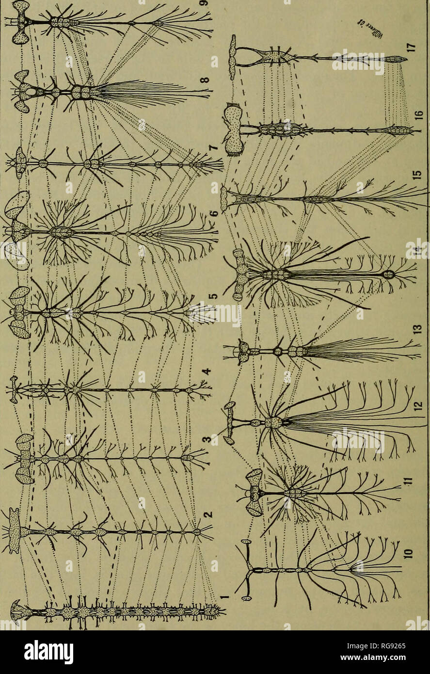 . Bulletin - United States National Museum. Science. 60 BULLETIN 66, UNITED STATES NATIONAL MUSEUM.. Fig.2.—Diagram comparing nervous system of strepsiptera &quot;with'that of other orders. 1. Machilis maritima. 5. Empis stercorea. 9. Syrphus ribesii. 13. Melolontha vulgaris. 2. Termes, species. 6. Tabanus bovinus. 10. Lucanus dama. 14. Stylops melittx. 3. Chironomus plumosus. 7. Formica rufa. 11. Sarcophaga carnaria. 15-17. Xenos vesparum. 4. Melanoplus spretus. 8. Acilius sulcatus. 12. Lachnosternafusca. (These figures are borrowed from Packard, Brauer, and Nassonow and for detailed informat Stock Photo