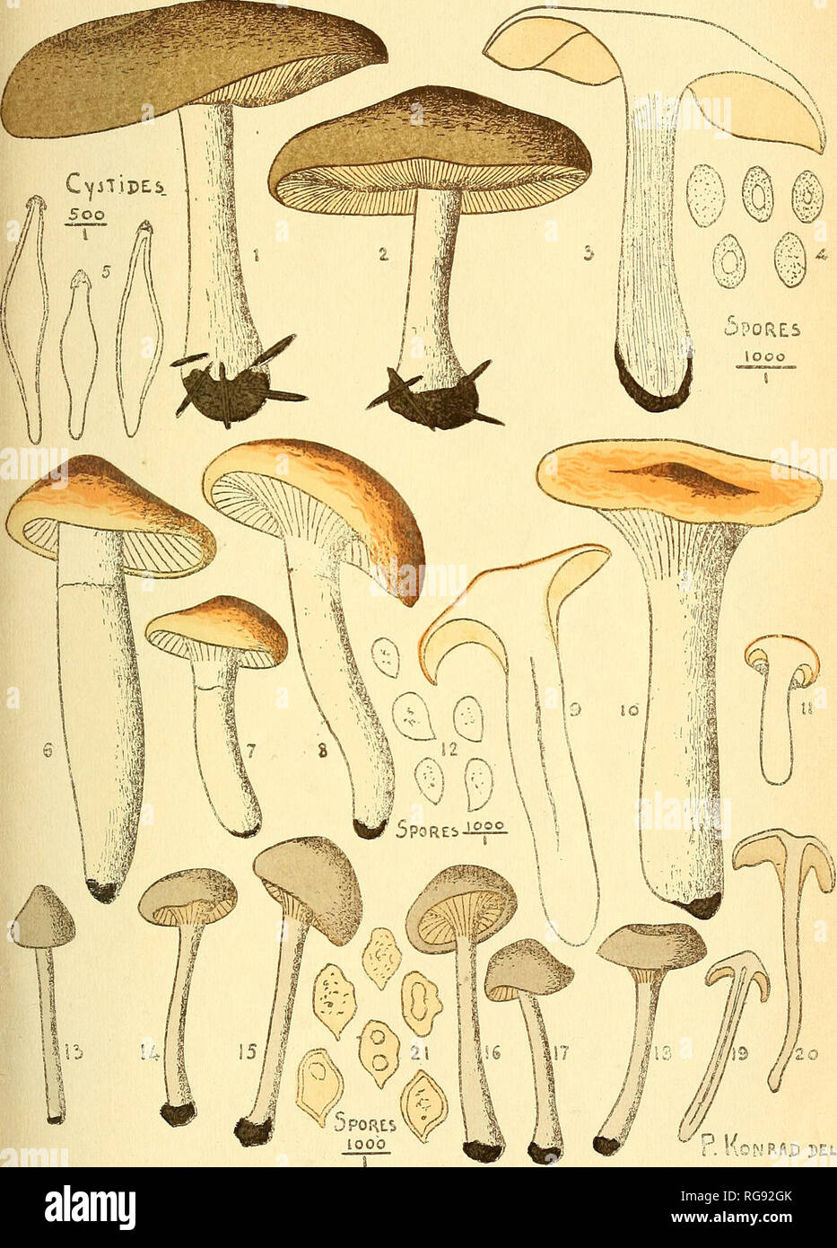 . Bulletin trimestriel de la Société mycologique de France. Mycology; Fungi; Fungi. BULL. DE LA SOC. MYC. DE FRANCE. T. XXXIX, PL. I.. 1-5, Tricholoma aclstringens Pers. ; 6-12, Hygrophorus nitidus Fries. ; 13-21, Eccilia apiculata Fries.. Please note that these images are extracted from scanned page images that may have been digitally enhanced for readability - coloration and appearance of these illustrations may not perfectly resemble the original work.. Société mycologique de France. Paris : La Société Stock Photo