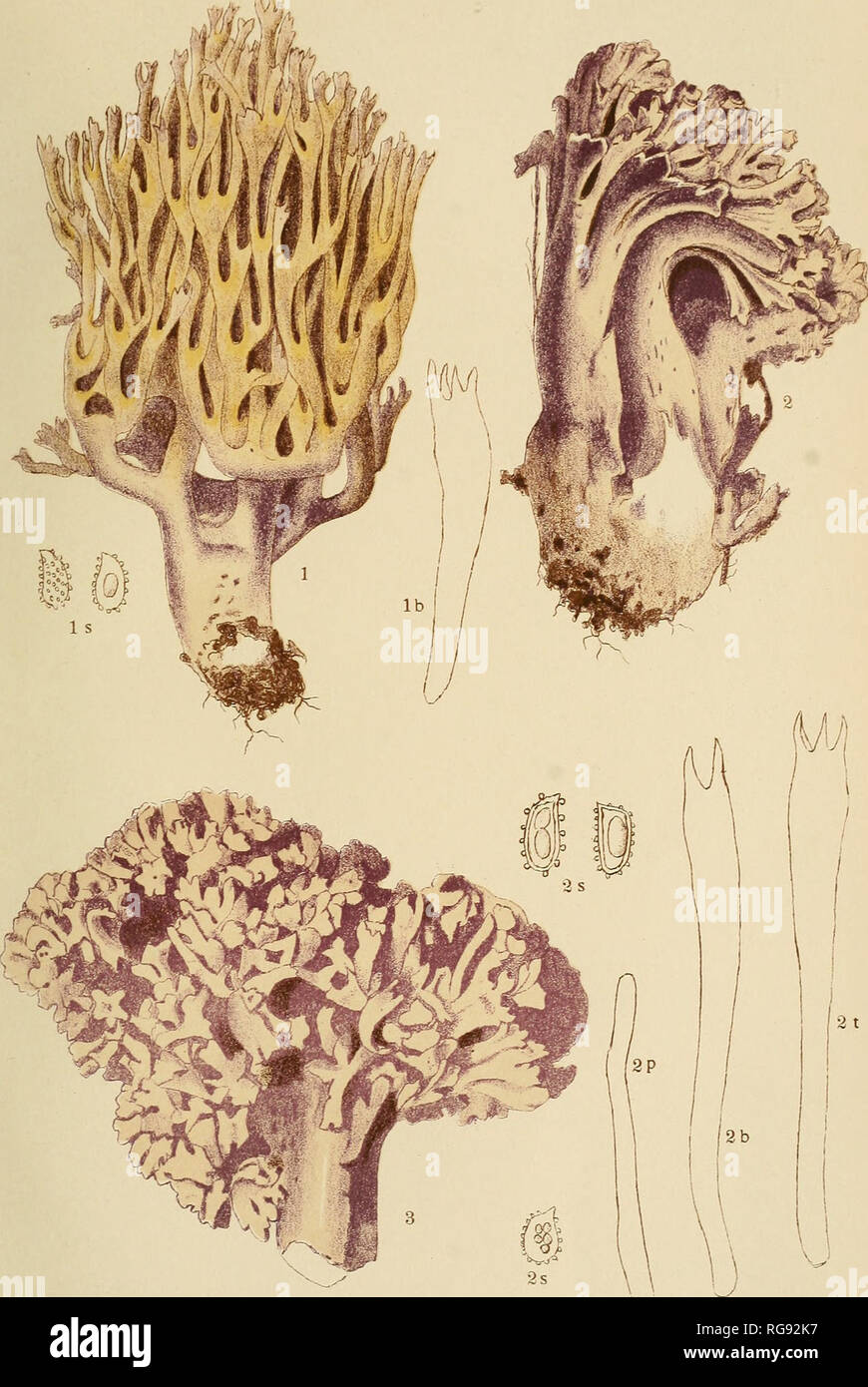 . Bulletin trimestriel de la Société mycologique de France. Mycology; Fungi; Fungi. BULL, de la. SOC- MYC. de FRANCE PL. IX.. R. Maire et M. Ferrand, pinx, Marcel Bry, lith., Paris. i. Clavaria (Clavariella) versatilis (Quel.) &lt;Bourd et Gali{. — 2-3-C [cj. Cedreîorum Maire.. Please note that these images are extracted from scanned page images that may have been digitally enhanced for readability - coloration and appearance of these illustrations may not perfectly resemble the original work.. Société mycologique de France. Paris : La Société Stock Photo