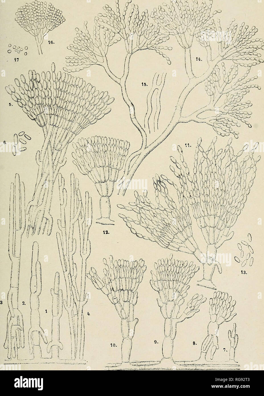 . Bulletin trimestriel de la SociÃ©tÃ© mycologique de France. Mycology; Fungi; Fungi. BULL. DE LA soc. MYC. de FRANCE. T. XXII, PL. XI.. :^^.^ â '^ V sy- ^fiflSc^iifll^ â â X-r-- y G. Raixier. ad. nat. ciel, et se. 1 Ã 6. PÃ©nicillium (Sywpenicillinm) Costanlini. 1 Ã 13. Penicilliiiin ( Sjjinpenicilliiimj riibescens n. sp. 14 Ã 17. PcniciJliiim {Si/inpenicilliiim j patithun n. sp.. Please note that these images are extracted from scanned page images that may have been digitally enhanced for readability - coloration and appearance of these illustrations may not perfectly resemble the original  Stock Photo