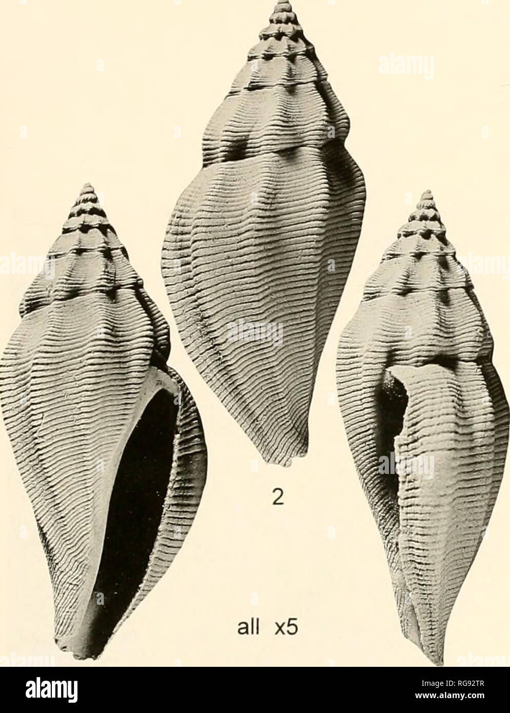 . Bulletins of American paleontology. Fossil Lep/cythara in Tropical America: Jung 27. 1 3 Text-figure 23.—Lepicythara disciusa Jung. NMB H 13291 Ho- lotype NMB locality 18574: Melujo River, soiuth slope of the east- ern part of the Northern Range, Trinidad. Melajo aClay Member of Springvale Formation. Height 16.0 mm. width 7.1 mm. 1, front view; 2, rear view; 3, from right side. 22 opisthocline to strongly opisthocyrt axial riblets. Apex a little pointed. Number of teleoconch whorls up to five, their profile straight on early teleoconch whorls and slightly convex on late whorls. The axial rib Stock Photo