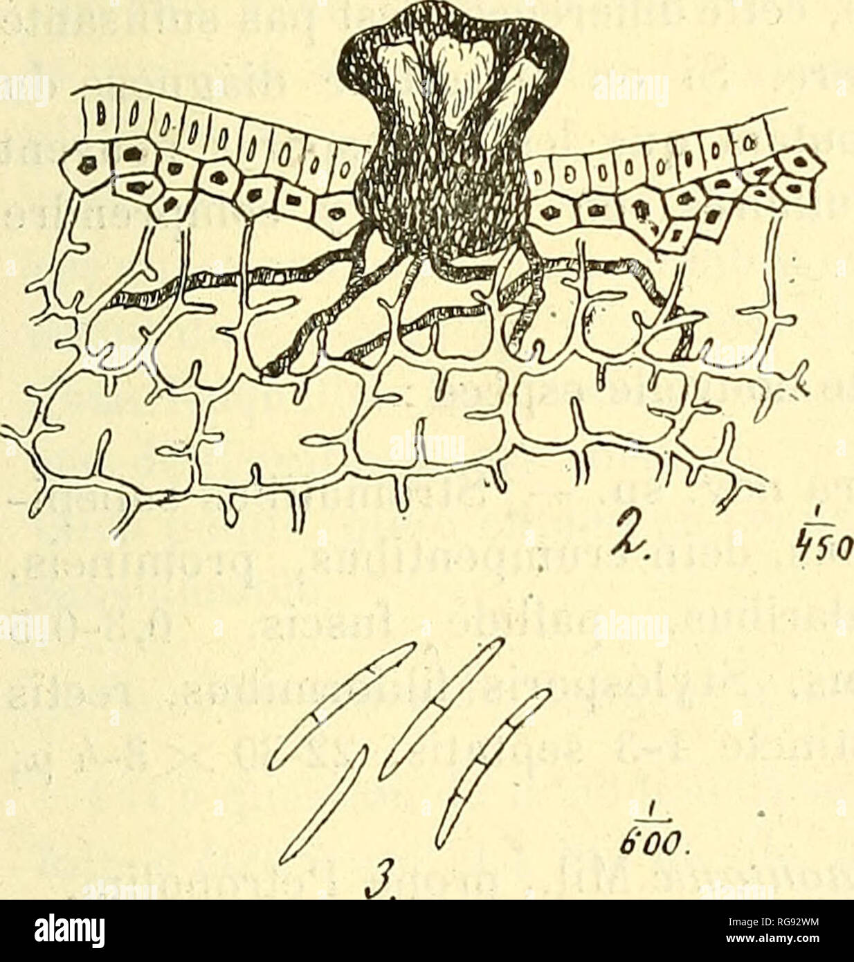 coloration végétale