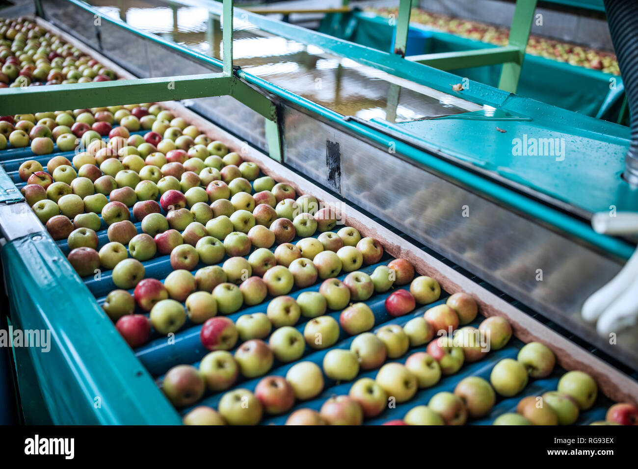 Apples in factory on conveyor belt Stock Photo