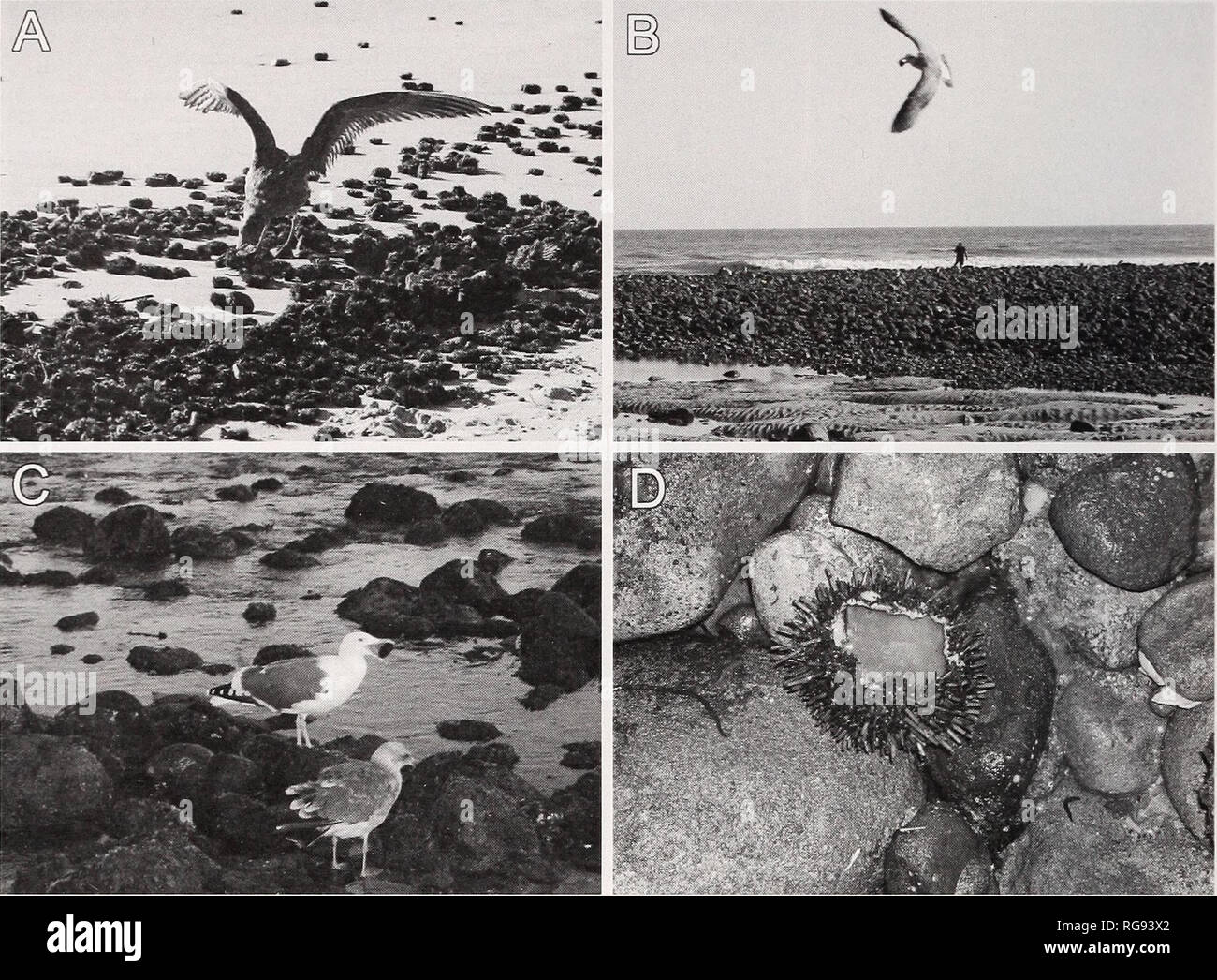 . Bulletin - Southern California Academy of Sciences. Science. 28 SOUTHERN CALIFORNIA ACADEMY OF SCIENCES. Fig. 4. Examples of predation by western seagulls (Larus occidentalis) on purple sea urchins {Strongylocentrotus purpuratus) at Malibu Lagoon State Beach. A) L. occidentalis feeding on freshly stranded, dead sea urchins on October 9, 2010. B) Airborne L. occidentalis attempting to drop and break a sea urchin on intertidal cobbles, October 26, 2011. C) L. occidentalis preying on intertidal S. purpuratus at dusk on October 15, 2011. D) Remains of S. purpuratus eaten by a seagull that fractu Stock Photo