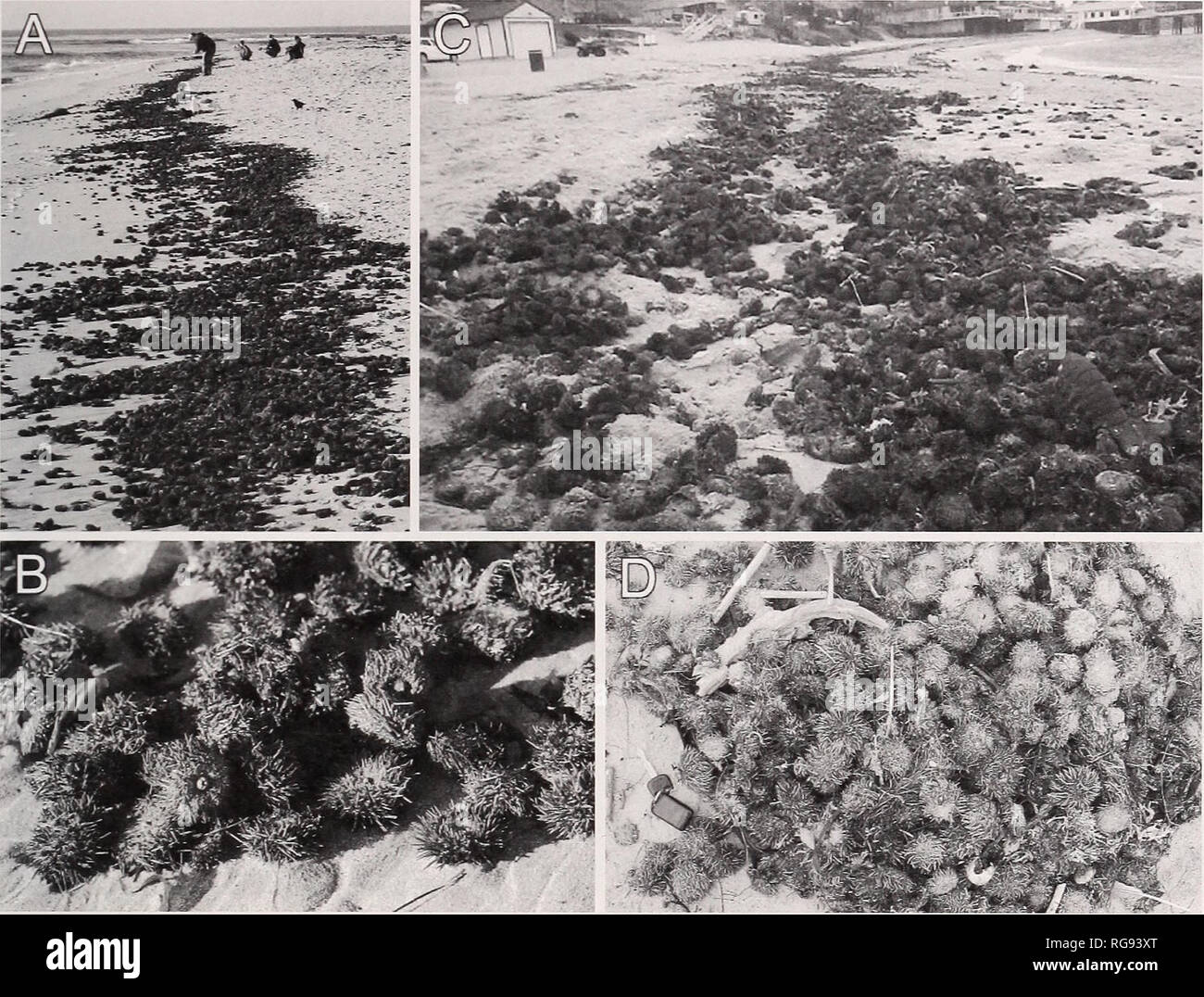 . Bulletin - Southern California Academy of Sciences. Science. PURPLE SEA URCHIN MASS MORTALITY 27. Fig. 3. Sea urchins, primarily Strongylocentrotus purpuratus, which were killed in a mass mortality event and stranded on the tideline at Malibu Lagoon State Beach. A) Freshly dead animals deposited by the falling tide on October 9, 2010 at 1519 h. B) Close view of the dead sea urchins in A, which are fully spined and have intact peristomial membrane and Aristotle's lantern. C) Five days after the breach on October 12, 2010, the assemblage of dead animals extends towards Malibu Pier. D) Dead urc Stock Photo