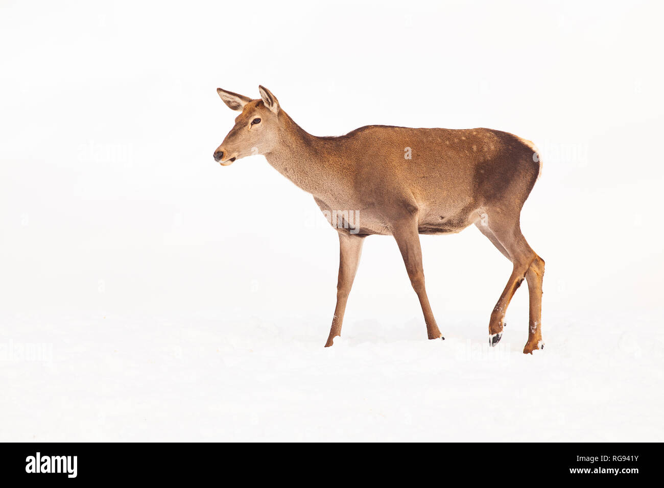 roe deer in winter snow Stock Photo - Alamy