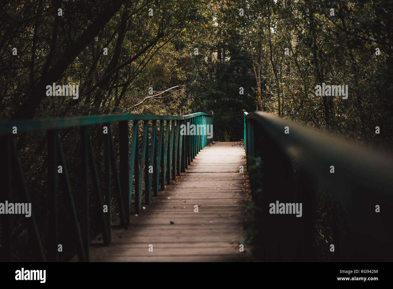 Wooden bridge in the forest hi-res stock photography and images - Alamy