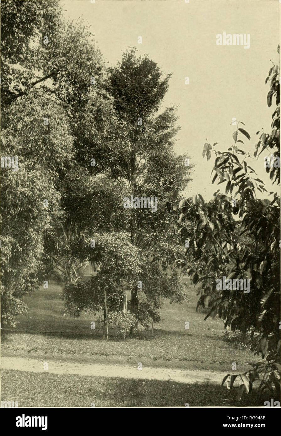 . Bulletins on the rubber producing capacity of the Philippine Islands. Rubber; Gutta-percha. FIG. 26.—A PALAQUIUM GUTTA TREE GROWING IN THE OPEN, BOTANICAL GARDEN, SINGAPORE, STRAITS SETTLEMENTS.. Please note that these images are extracted from scanned page images that may have been digitally enhanced for readability - coloration and appearance of these illustrations may not perfectly resemble the original work.. United States. Bureau of Insular Affairs. Washington : Govt. Print. Off. Stock Photo