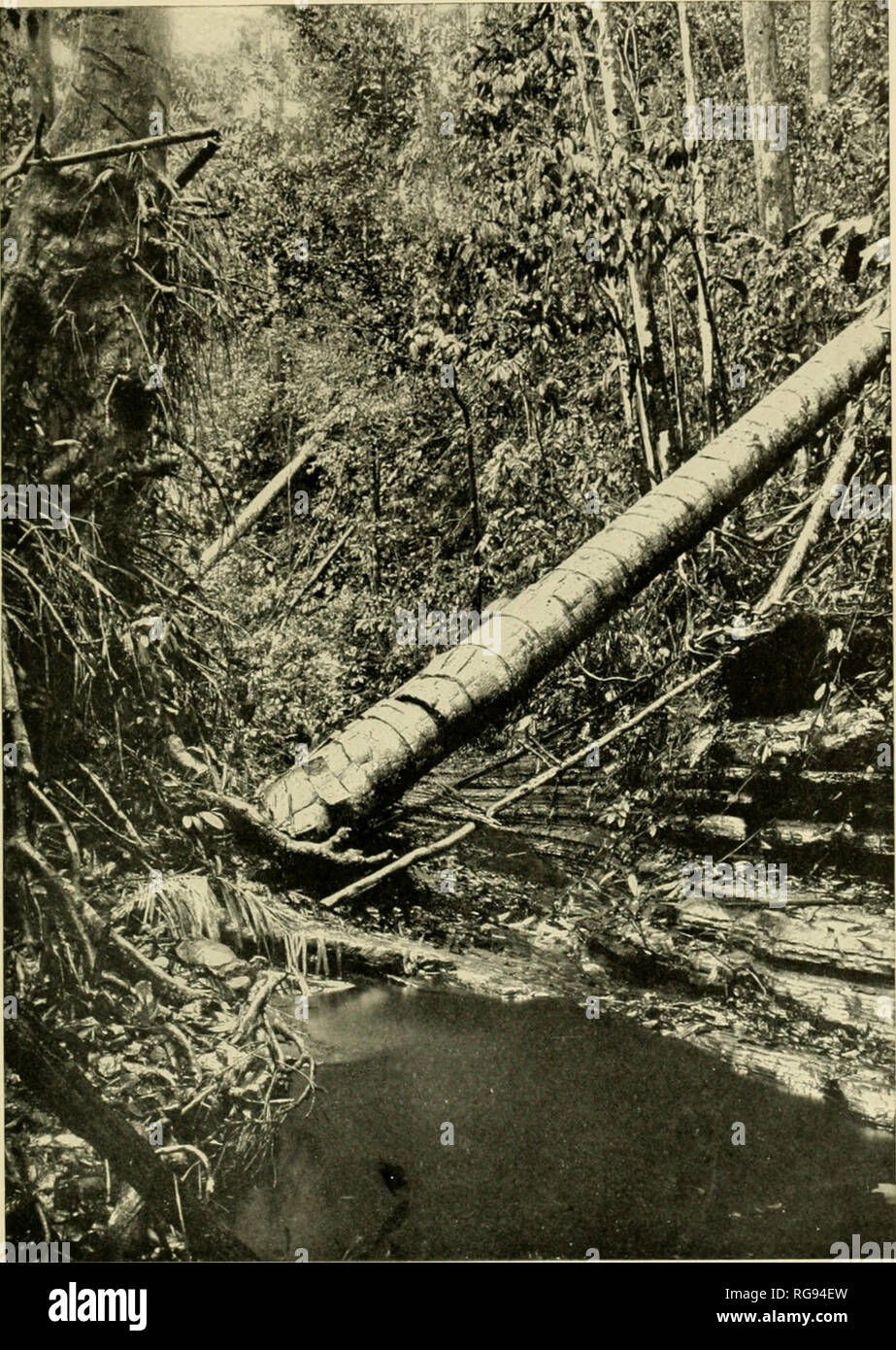 Gutta percha tree hires stock photography and images Alamy