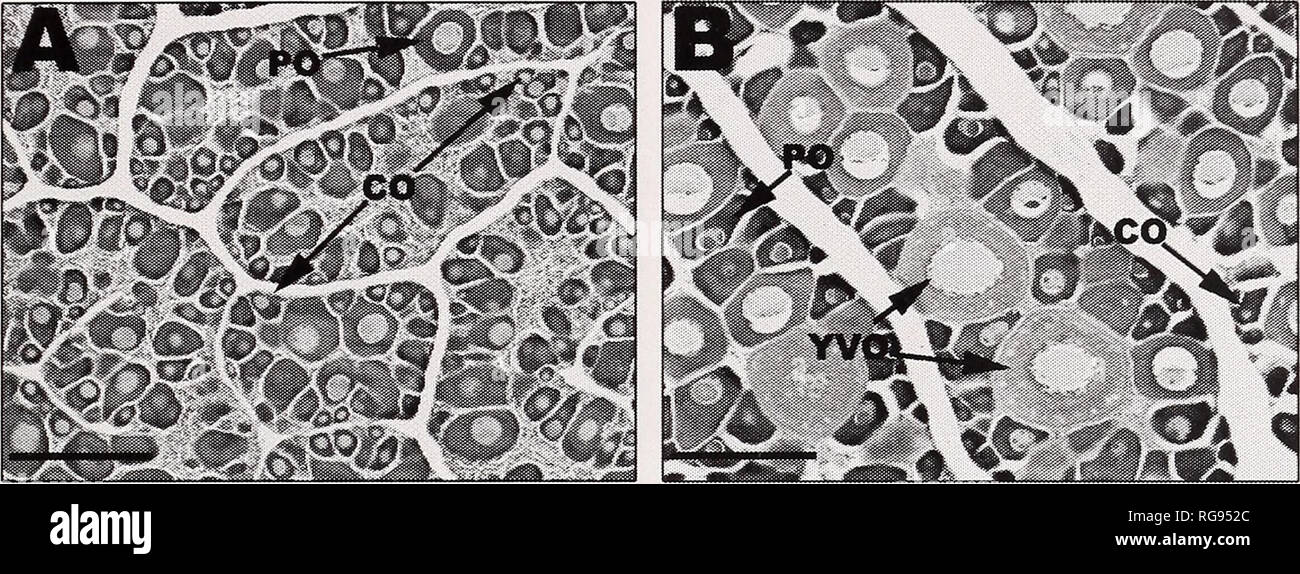 . Bulletin - Southern California Academy of Sciences. Science. CLASSIFICATION OF GONAD MACROSTRUCTURE IN CALIFORNIA SHEEPHEAD 21. Please note that these images are extracted from scanned page images that may have been digitally enhanced for readability - coloration and appearance of these illustrations may not perfectly resemble the original work.. Southern California Academy of Sciences. Los Angeles : Southern California Academy of Sciences Stock Photo