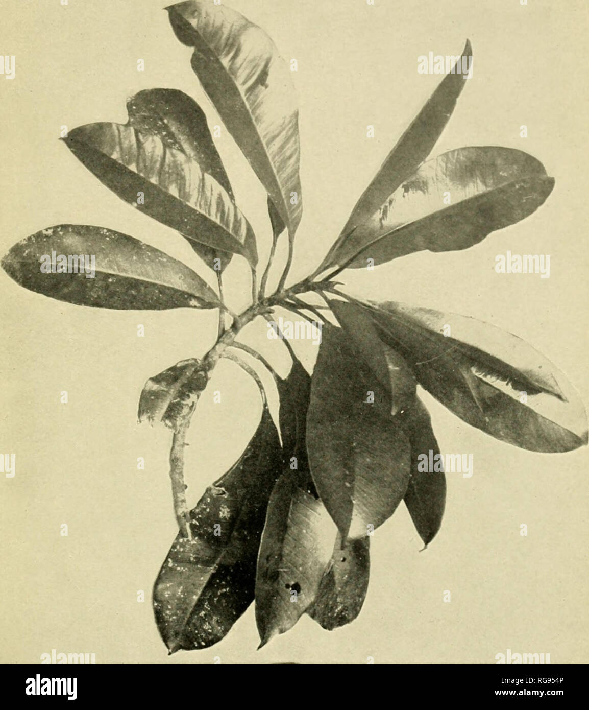 . Bulletins on the rubber producing capacity of the Philippine Islands. Rubber; Gutta-percha. FIG. 2.—LEAVES OF PALAQUIUM GUTTA BURCK, GROWN IN BOTANICAL GARDEN, SINGAPORE. FURNISHES F:RST GRADE GUTTA-PERCHA.. Please note that these images are extracted from scanned page images that may have been digitally enhanced for readability - coloration and appearance of these illustrations may not perfectly resemble the original work.. United States. Bureau of Insular Affairs. Washington : Govt. Print. Off. Stock Photo
