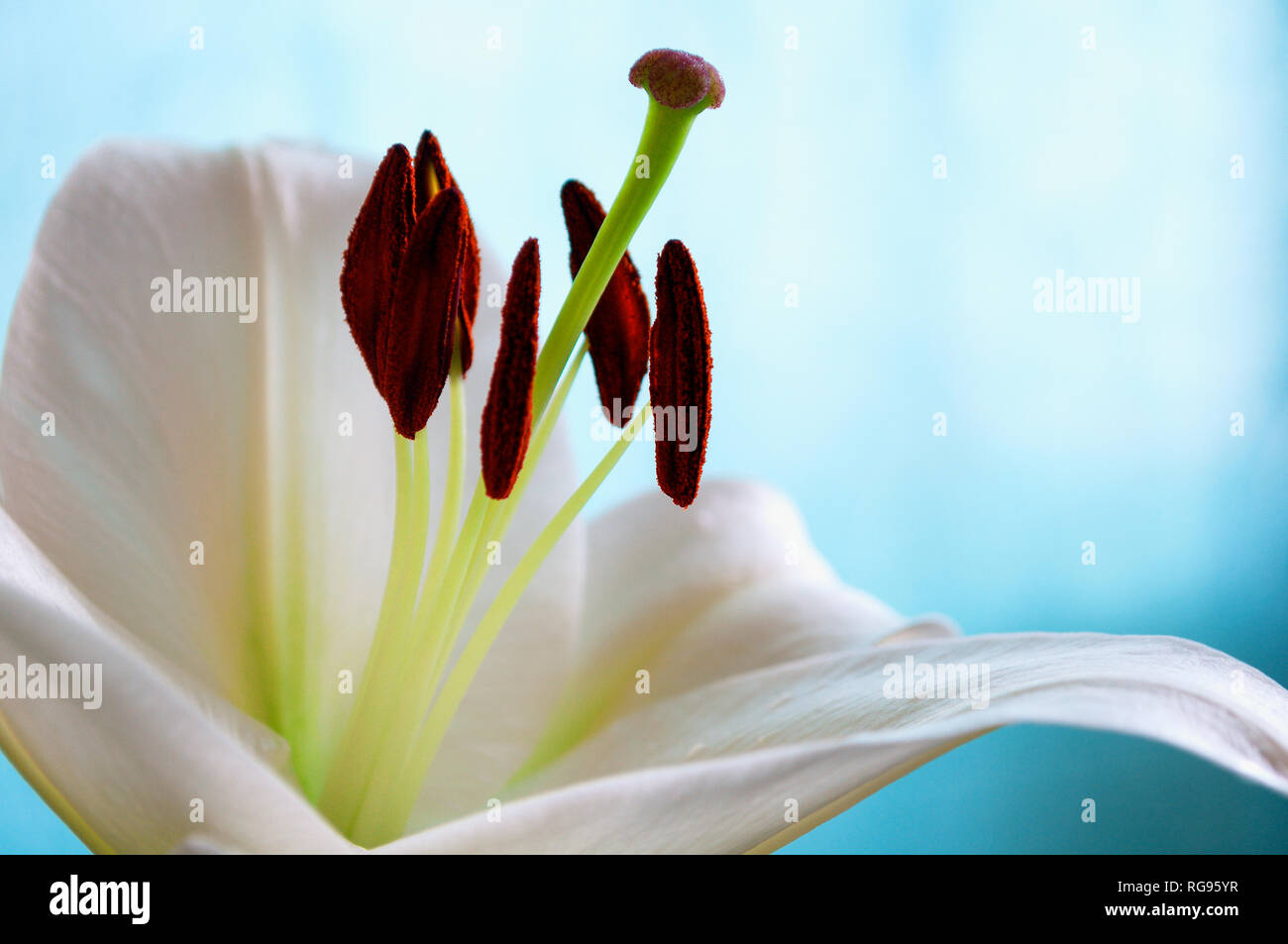 Spring flower background. White lily flower, in latin Lilium Navona