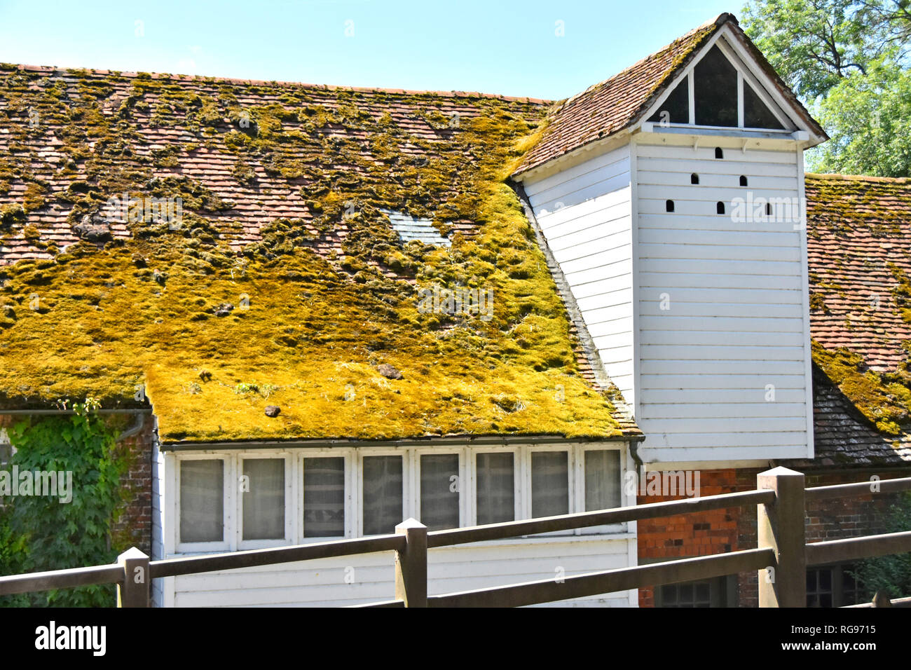Growth of yellow green moss plant clinging to roofing tiles on steep sloping roof Goring Mill riverside watermill building Oxfordshire England UK Stock Photo
