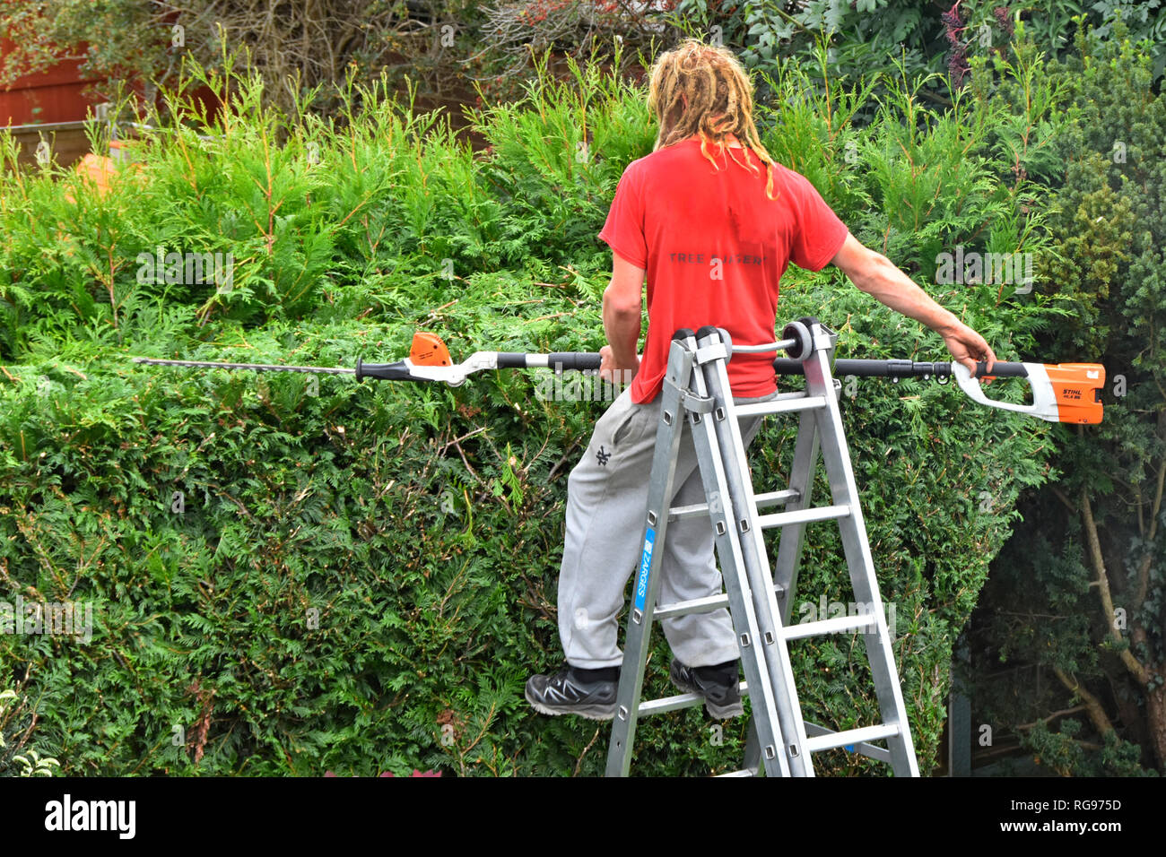 Back view Arborist working on ladder long reach telescopic battery powered cordless hedge cutter tool trimming thuja plicata conifer hedge England UK Stock Photo