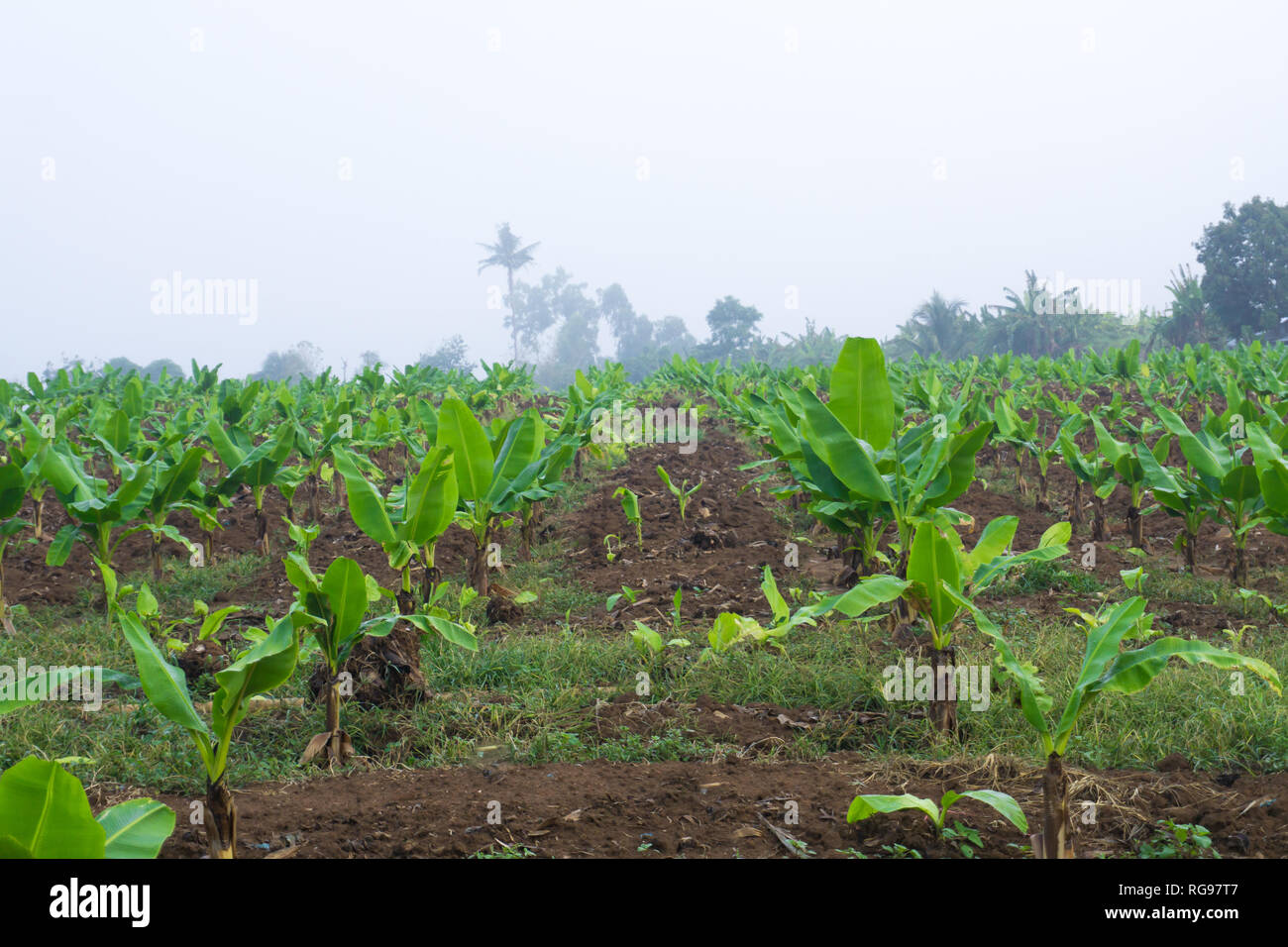 Banana plantation. Banana Farm. Young banana plants in rural farm in ...
