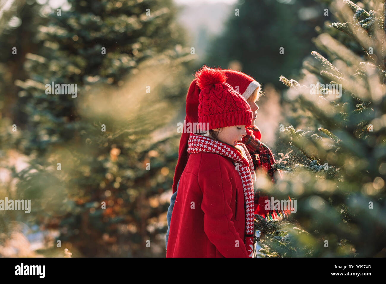 Two children choosing a Christmas tree on a Christmas tree farm, United States Stock Photo