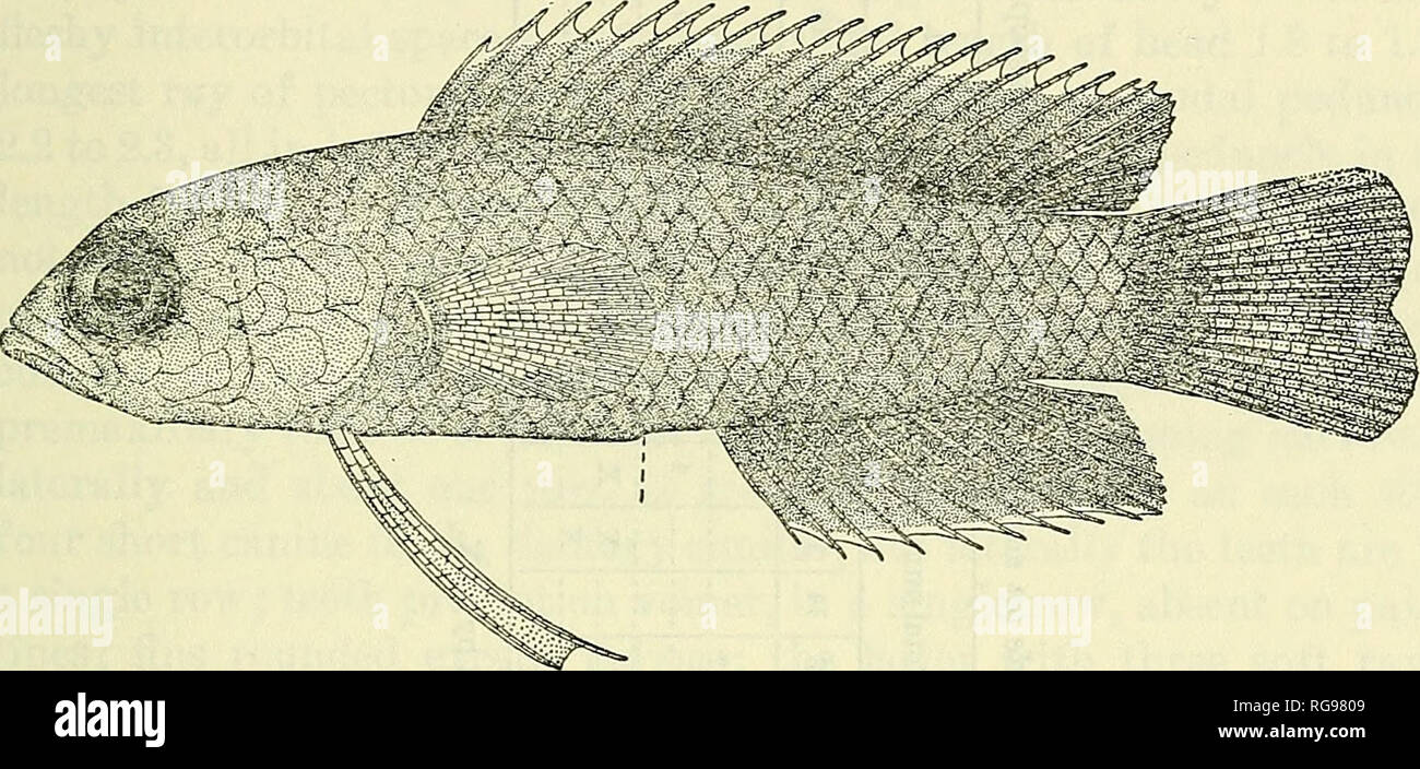 . Bulletin - United States National Museum. Science. FAMILY PSEUDOCHROMIDAE—SCHULTZ 401 Genus PSEUDOPLESIOPS Sleeker Pseudoplesiops Bleekee, Nat. Tidjscbr. Nederl.-Indie, vol. 15, p. 215,1858. (Geno- type, Pseudoplesiops typus Bleaker.) Nematochroniis Webek, Sifeogfa-Expeditie, vol. 57, Fische, p. 264, 1913. (Geno- type, Nematochromis antme Weber). The species referable to the genus Pseudoplesiops need much clari- fication, but they seem sufficiently similar in regard to certain char- acters to indicate that the five species, typus Bleeker, annae (Weber), Tosae Schultz, and the two new ones, r Stock Photo