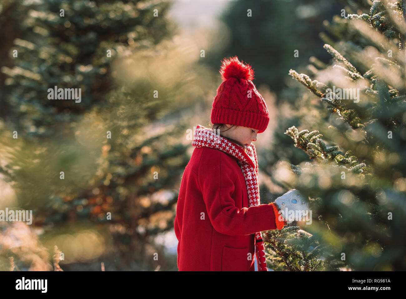 Girl standing in a field choosing a Christmas tree, United States Stock Photo