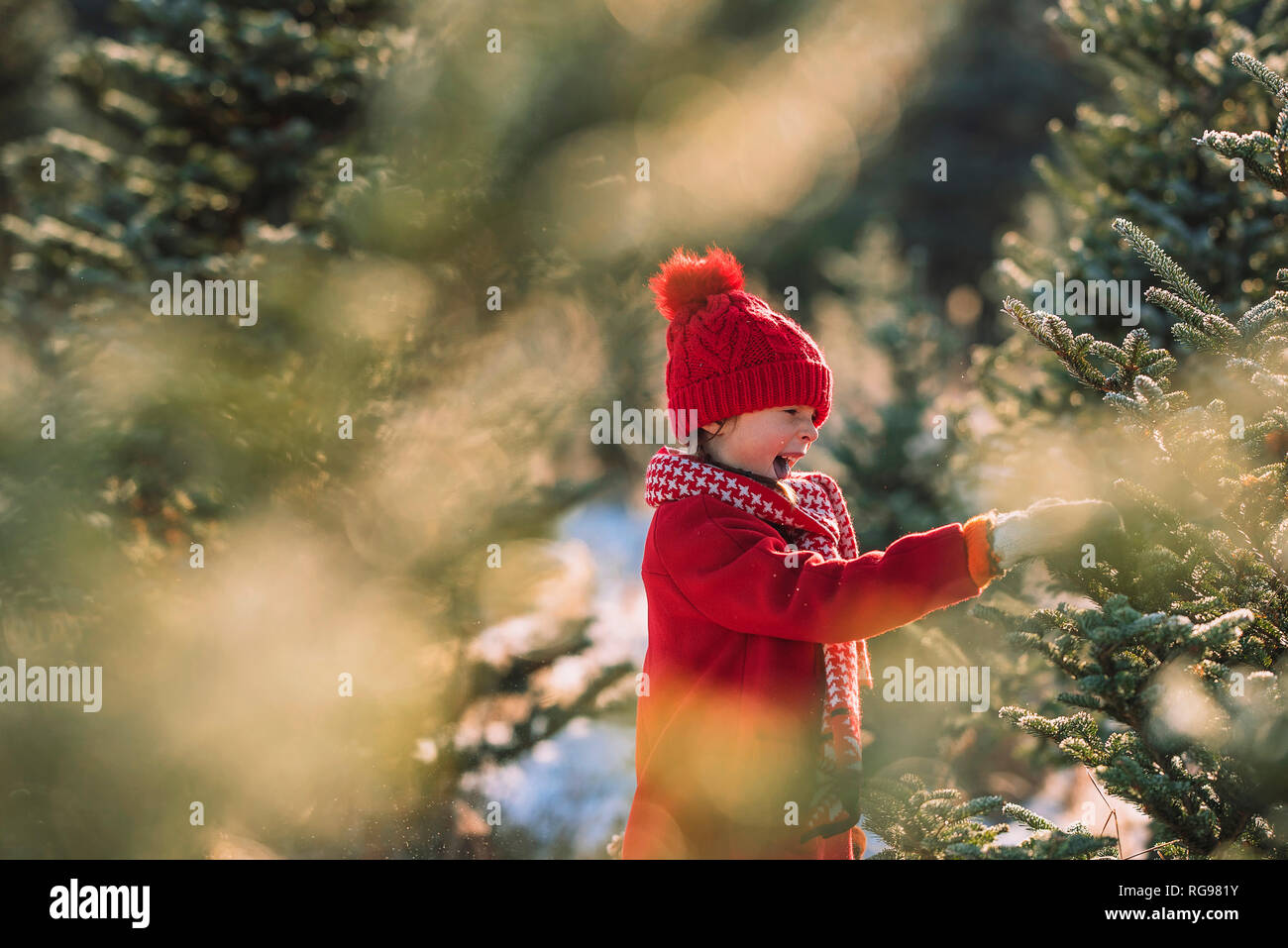 Girl choosing a Christmas tree on a Christmas tree farm, United States Stock Photo
