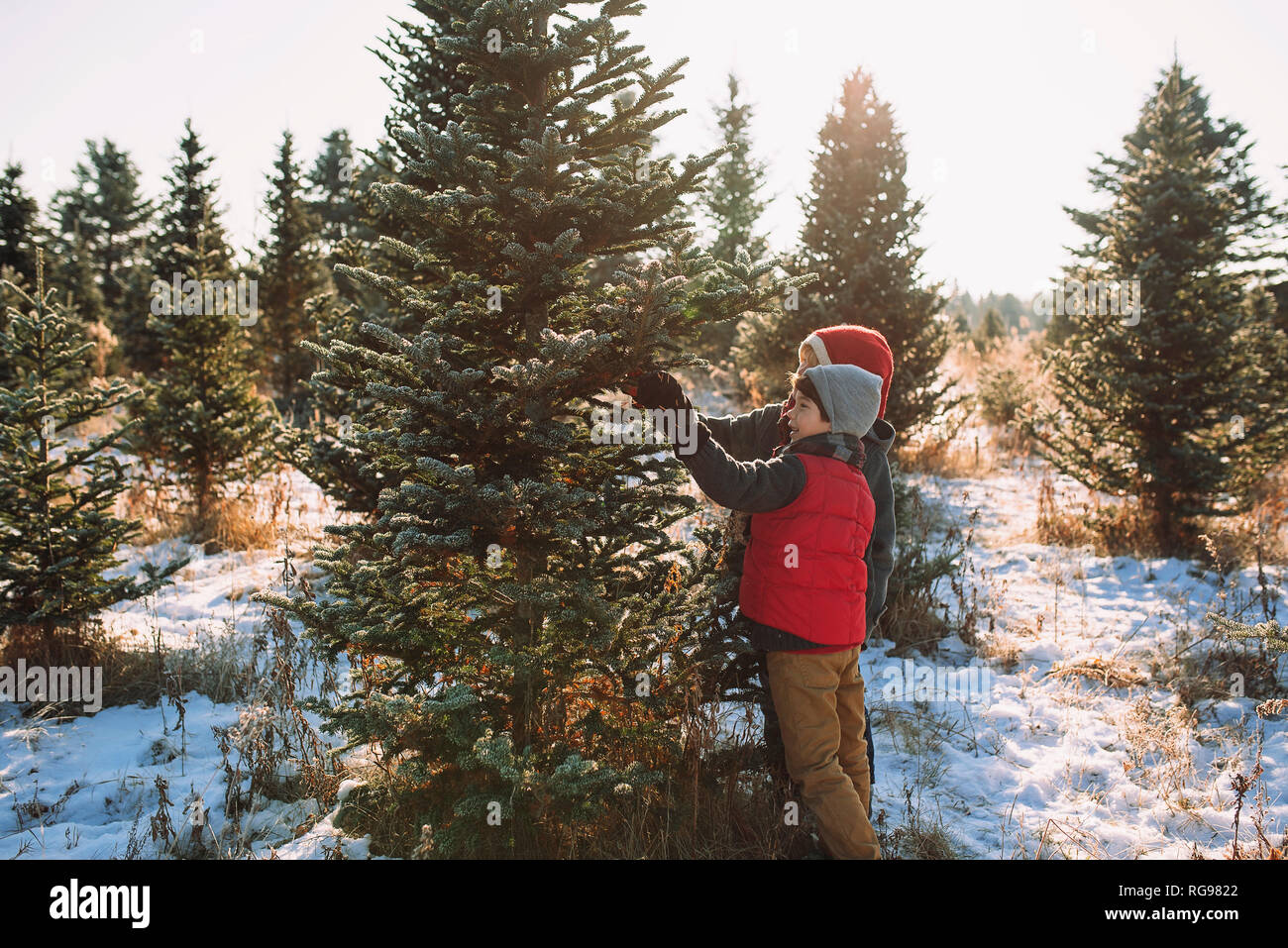 Two children choosing a Christmas tree on a Christmas tree farm, United States Stock Photo