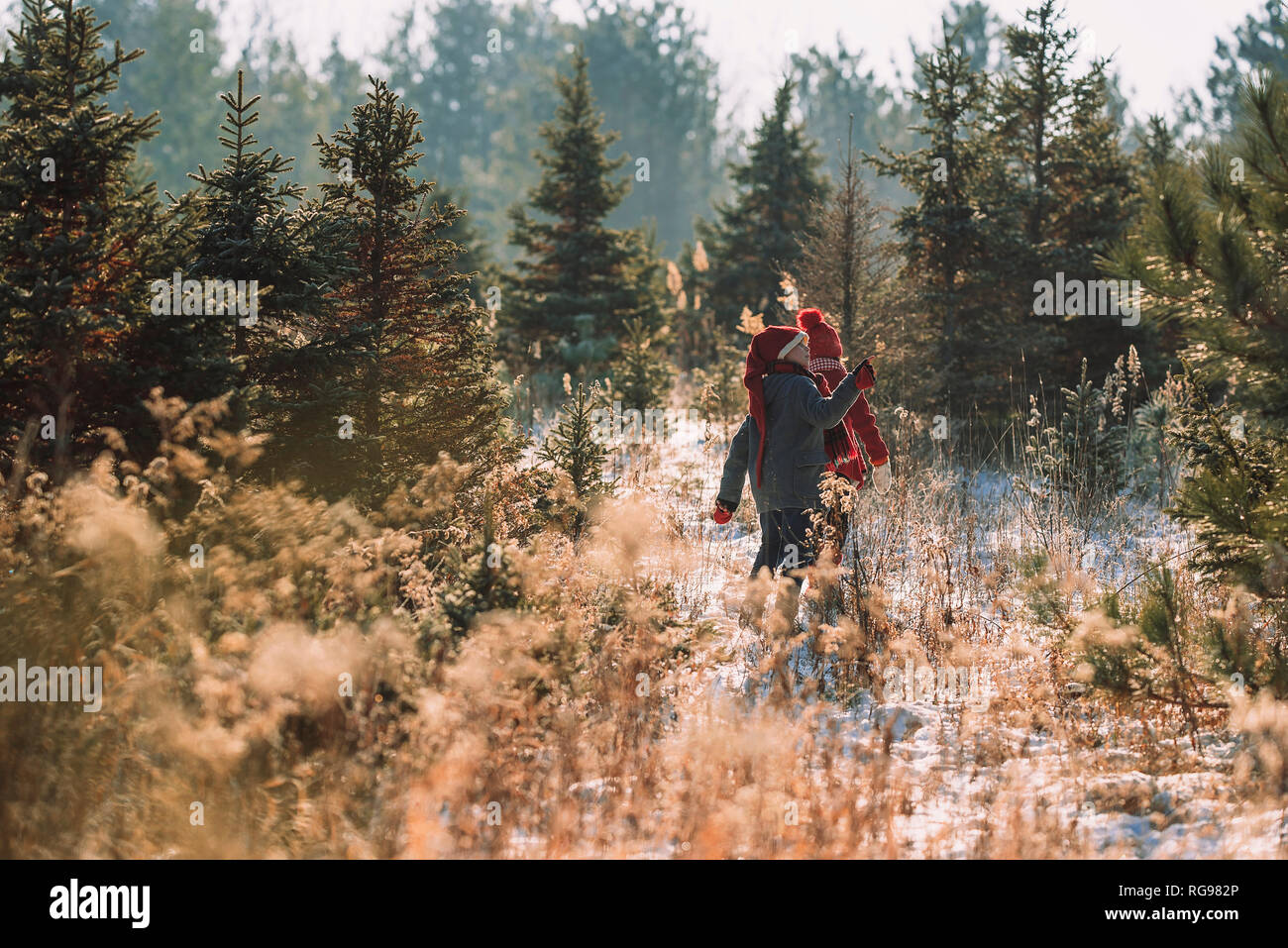 Two children choosing a Christmas tree on a Christmas tree farm, United States Stock Photo