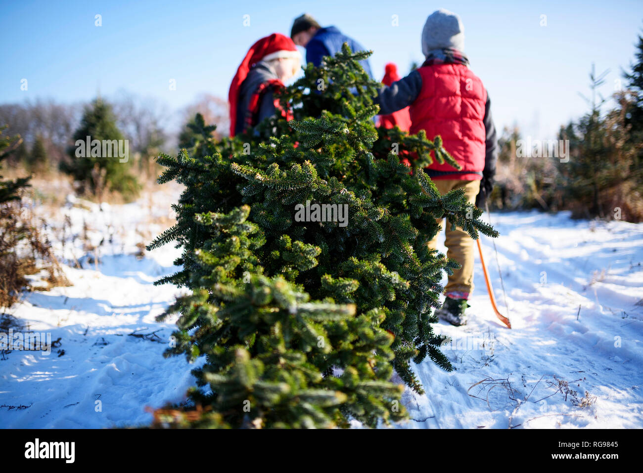 Father and three children choosing a Christmas tree on a Christmas tree farm, United States