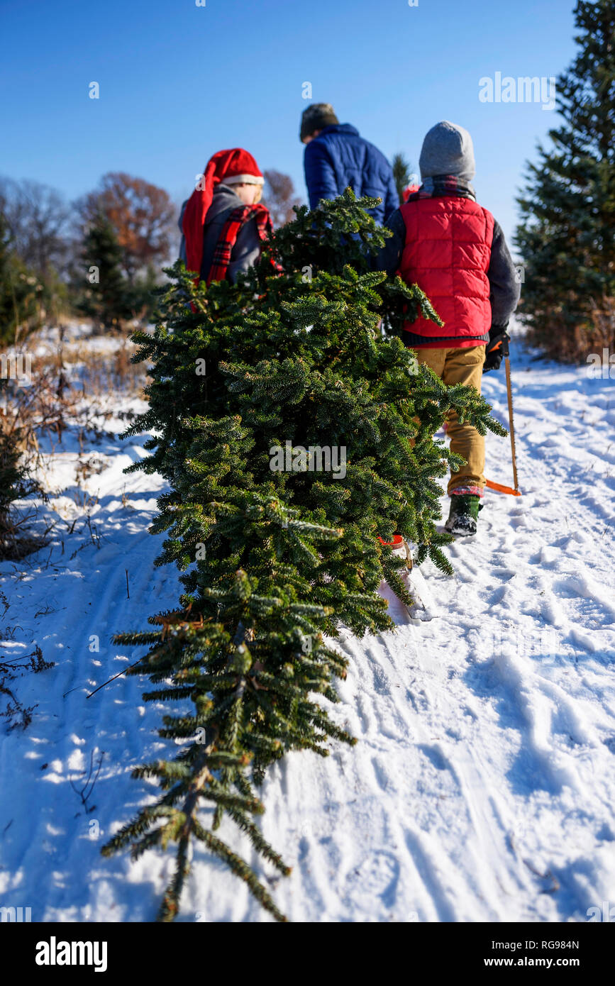 Father and three children choosing a Christmas tree on a Christmas tree