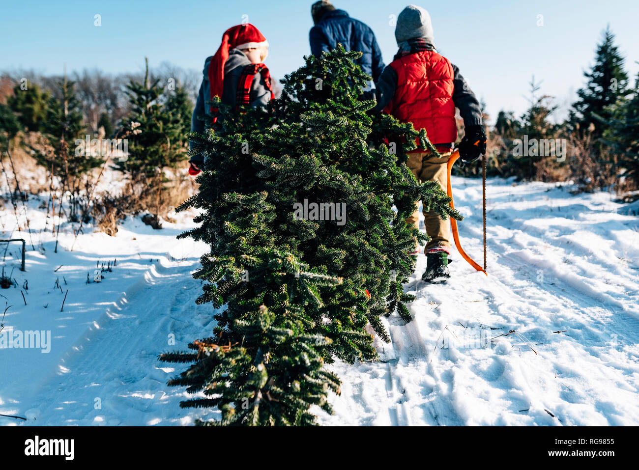 Father and three children choosing a Christmas tree on a Christmas tree farm, United States Stock Photo