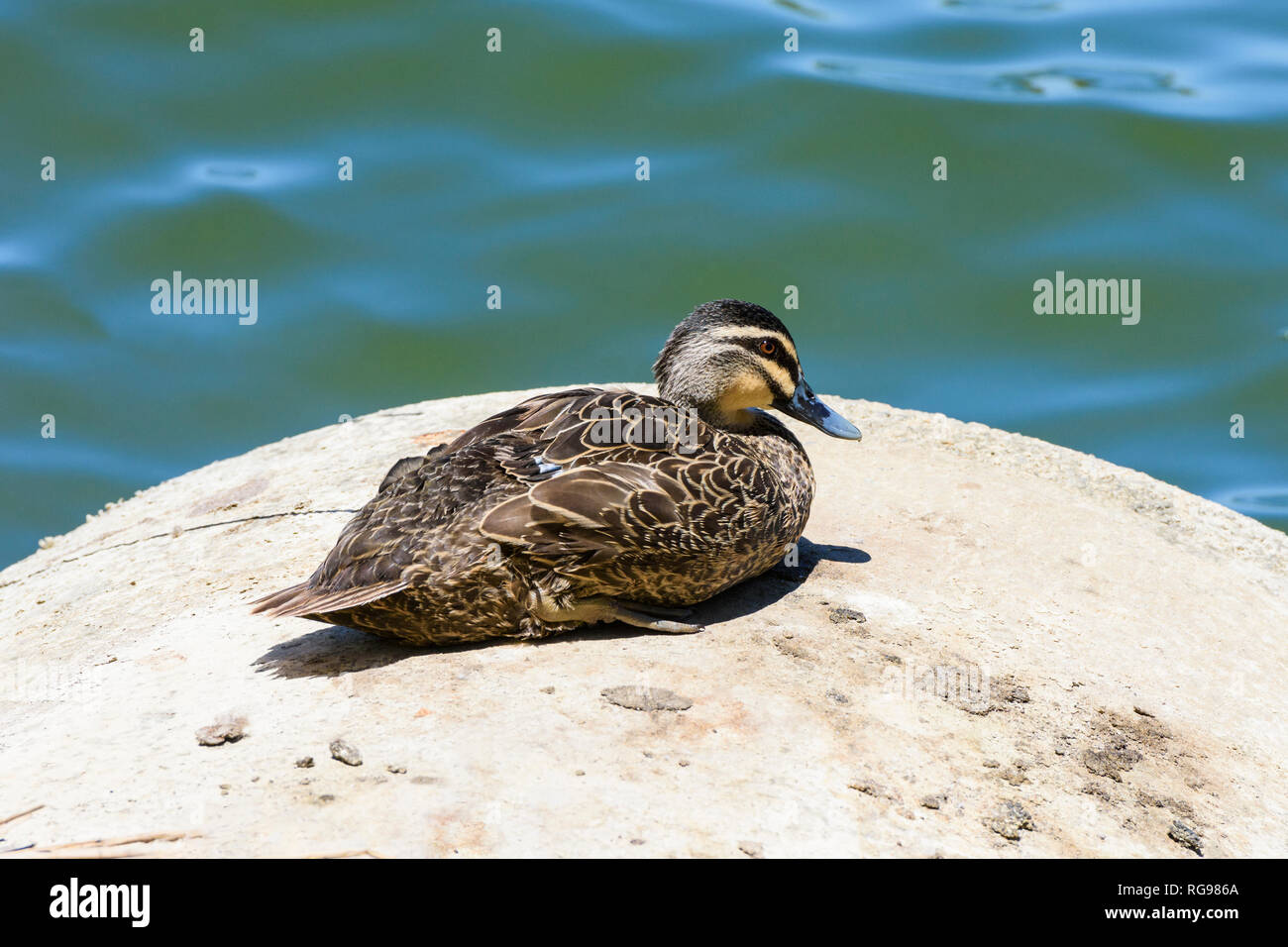 Pacific Black Duck perched on a rock at Lake Monger, Western Australia Stock Photo