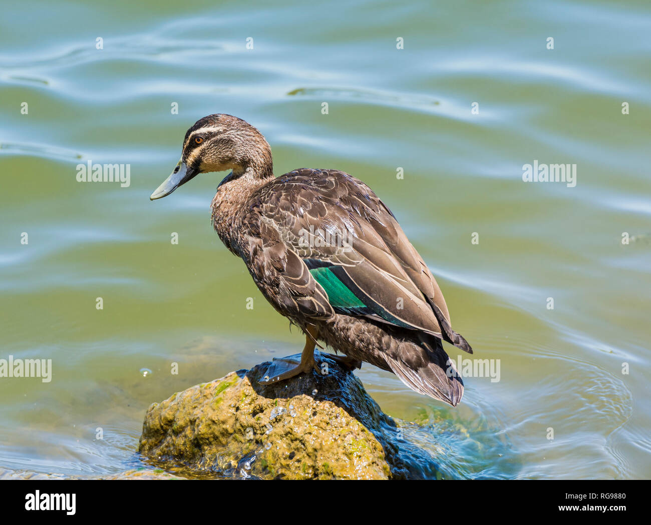 Pacific Black Duck perched on a rock at Lake Monger, Western Australia Stock Photo