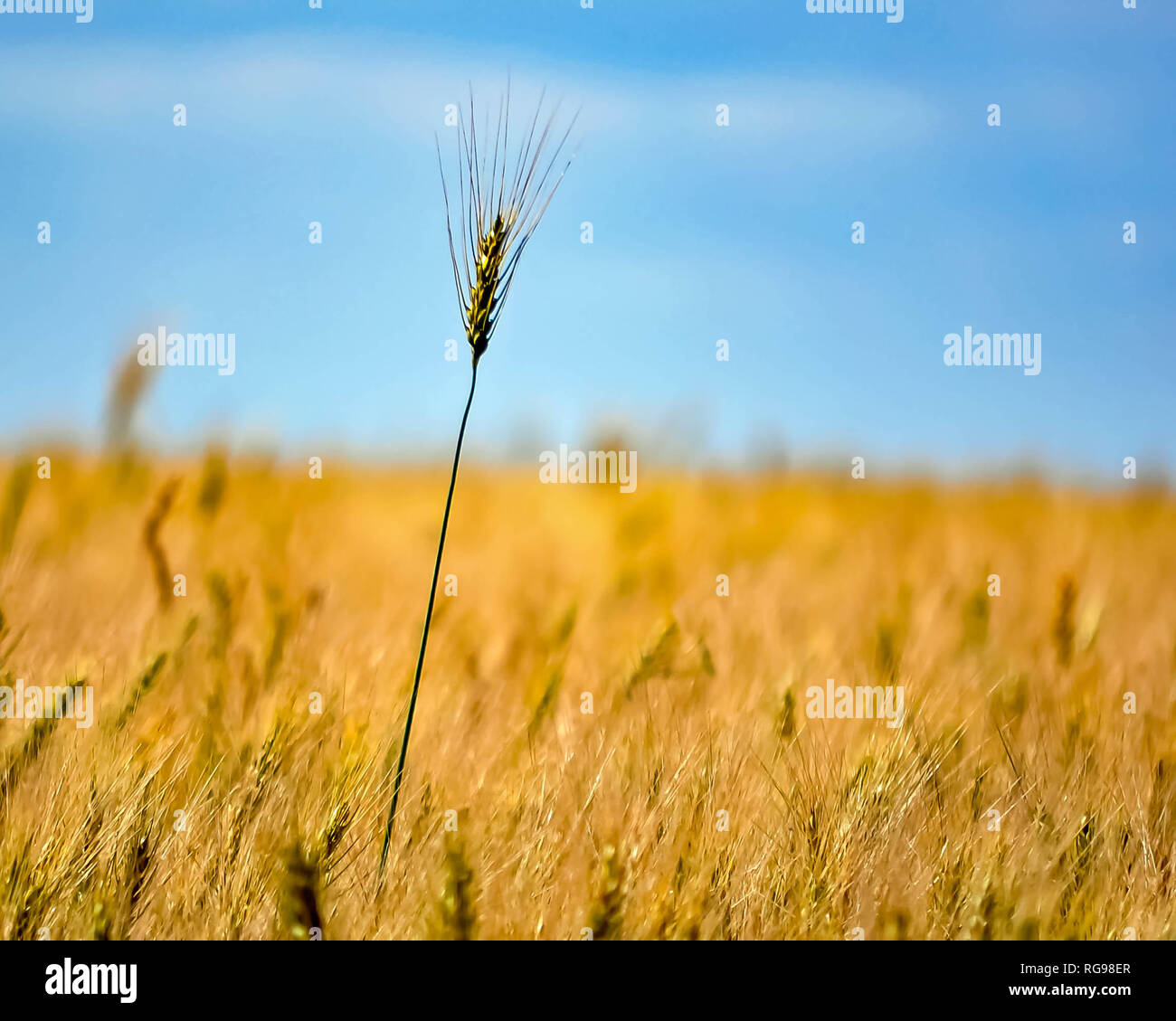Ear of wheat in a wheat field, Alberta, Canada Stock Photo