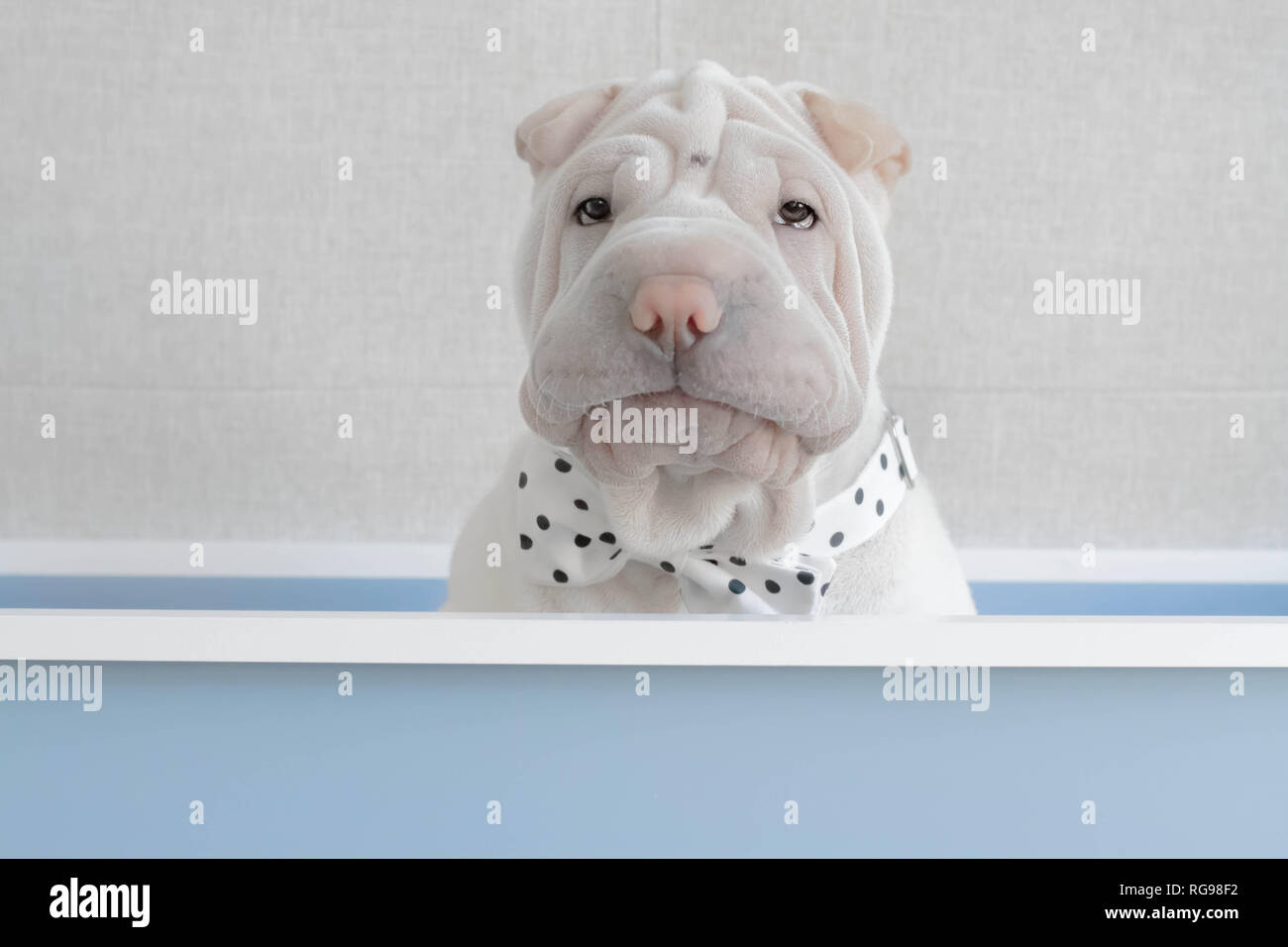 Shar pei puppy dog sitting in a box wearing a bow tie Stock Photo