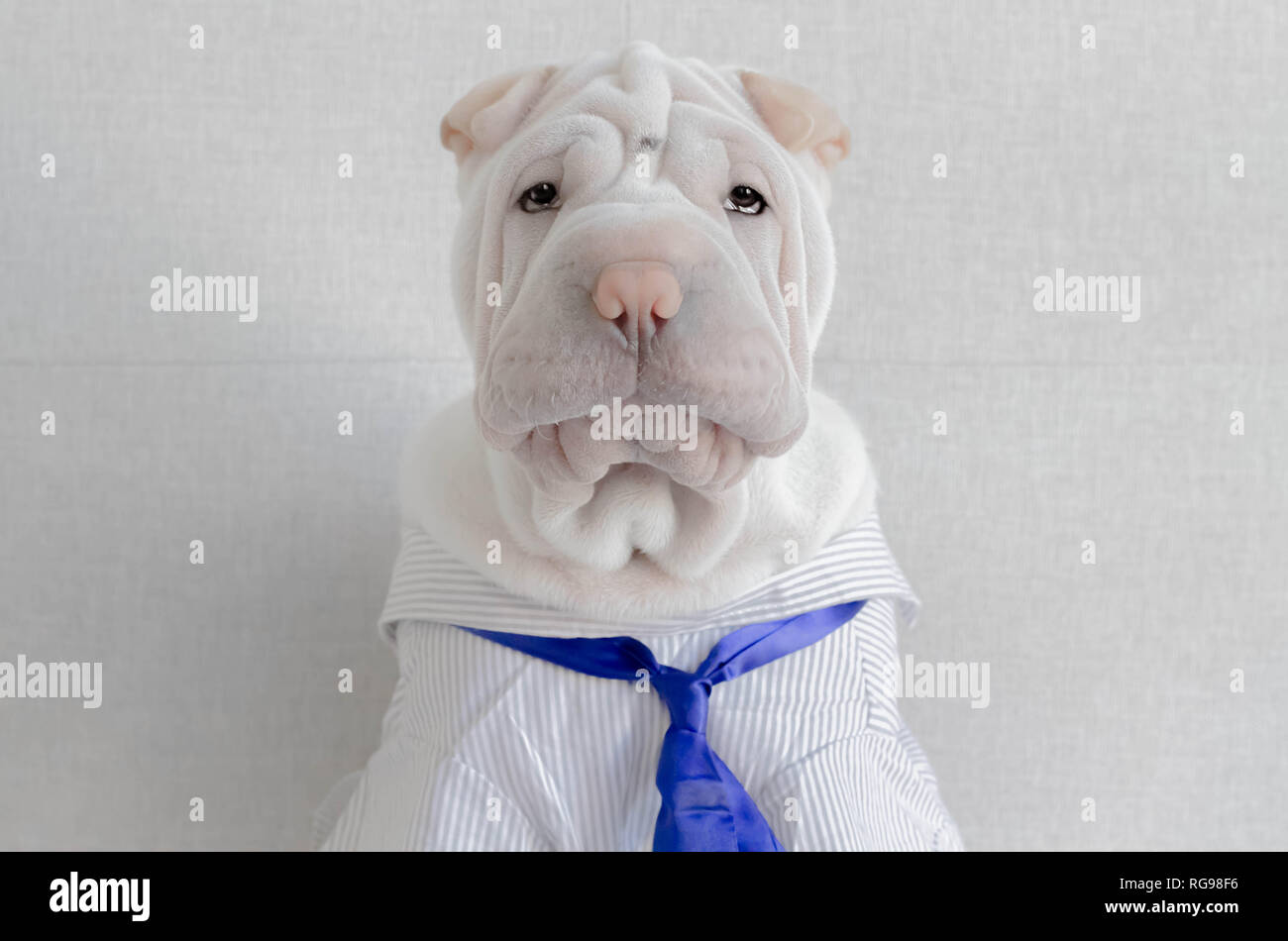 Shar pei puppy dog wearing a shirt and tie Stock Photo