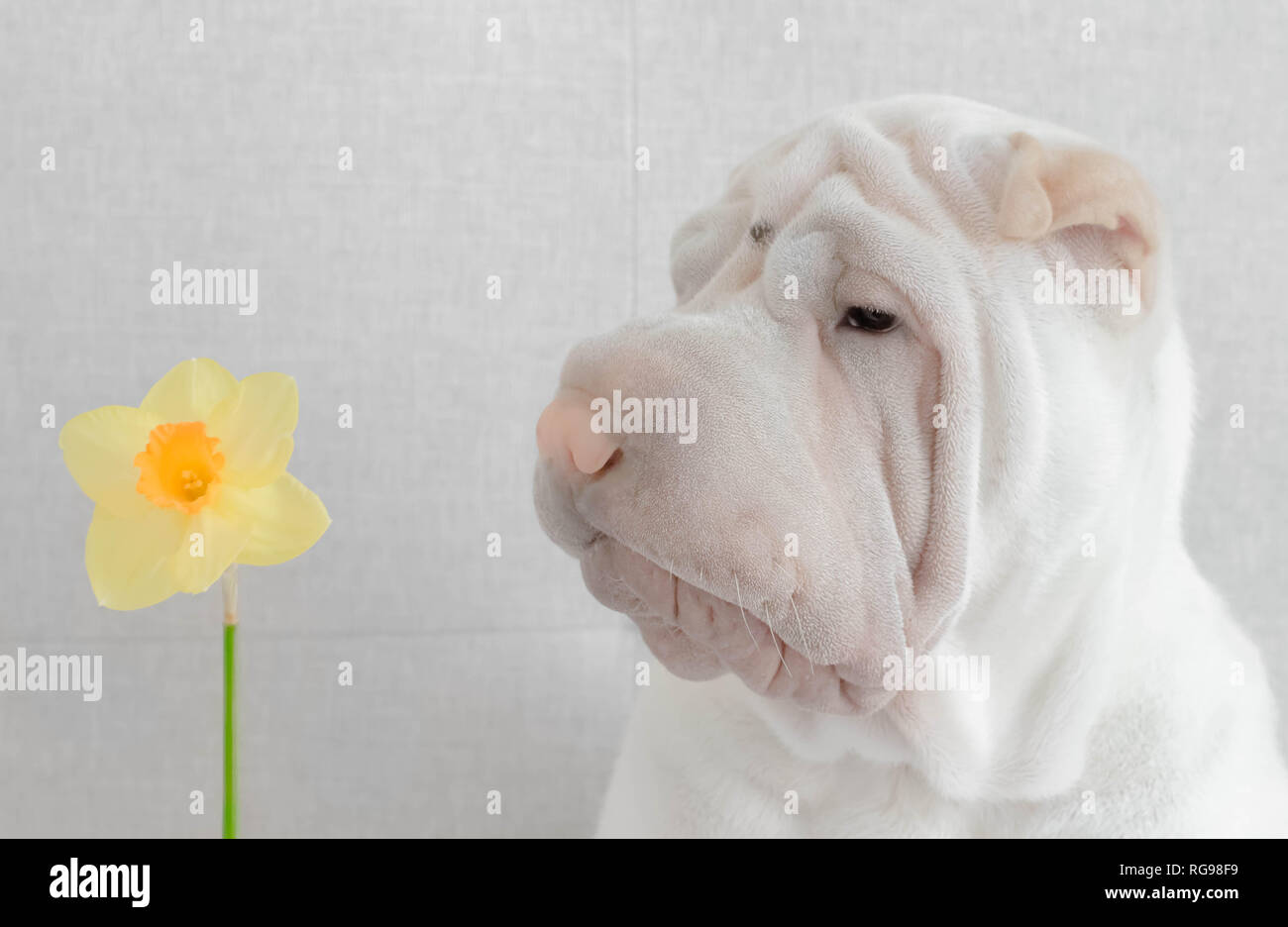 Shar pei puppy dog looking at a daffodil Stock Photo