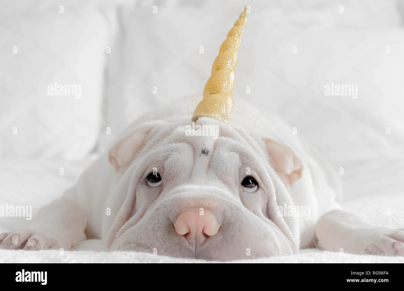 Shar-pei puppy dog with unicorn horn headband lying on a bed Stock Photo